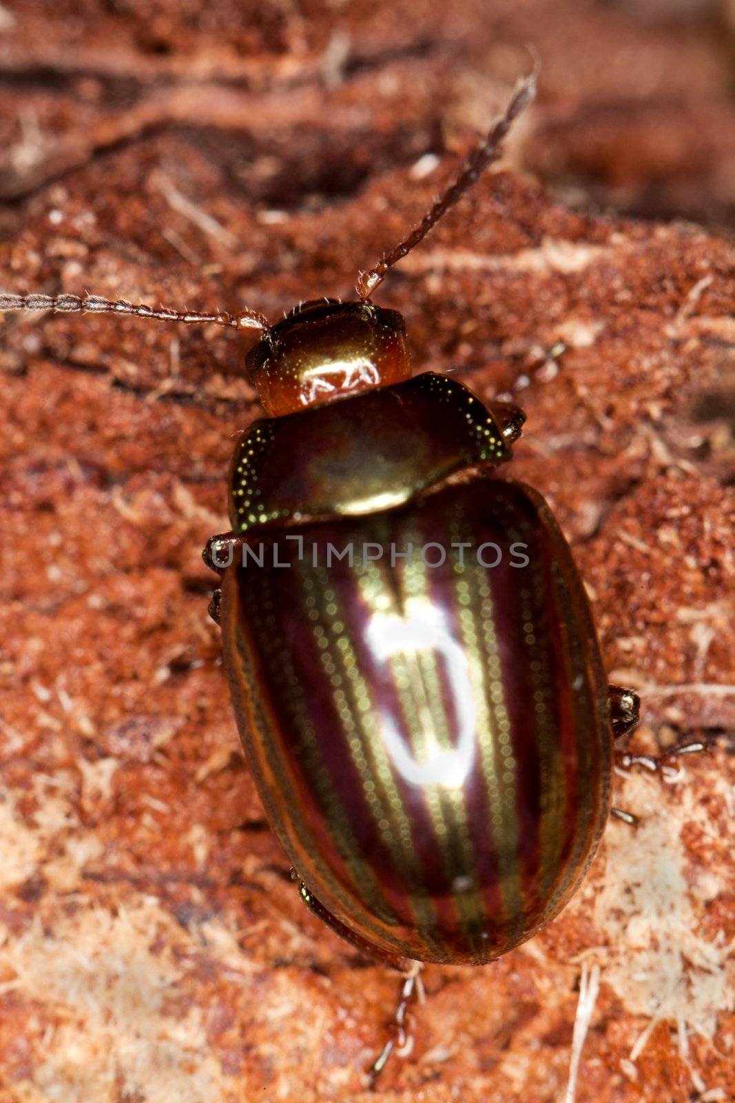 Close view detail of a colorful Rosemary beetle on a piece of wood on the forest.