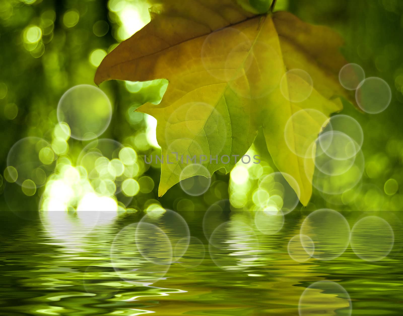 Leafs in the sky with water and bokeh effect