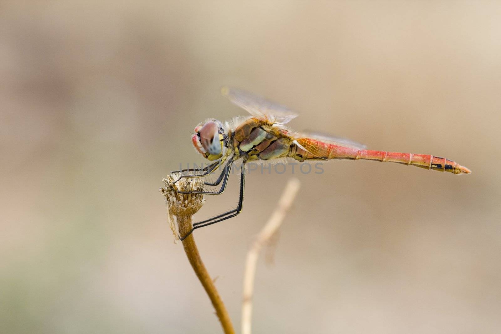 Close up view of a red-veined darter dragonfly.