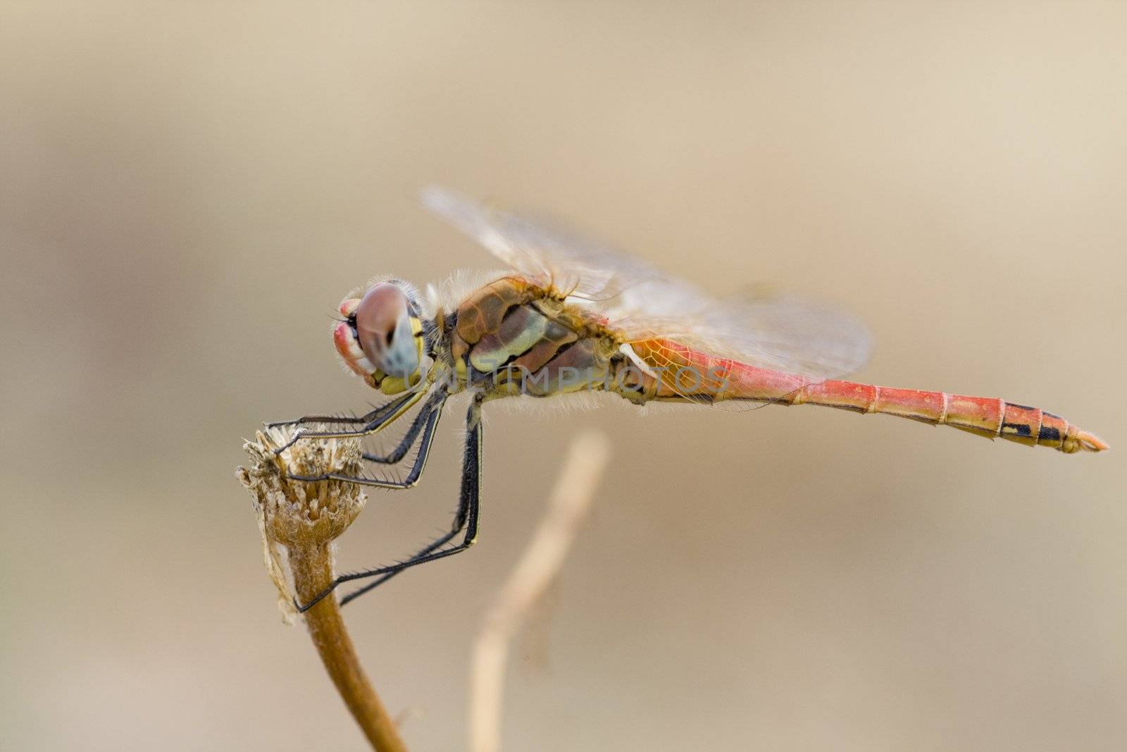 Close up view of a red colored dragon fly.