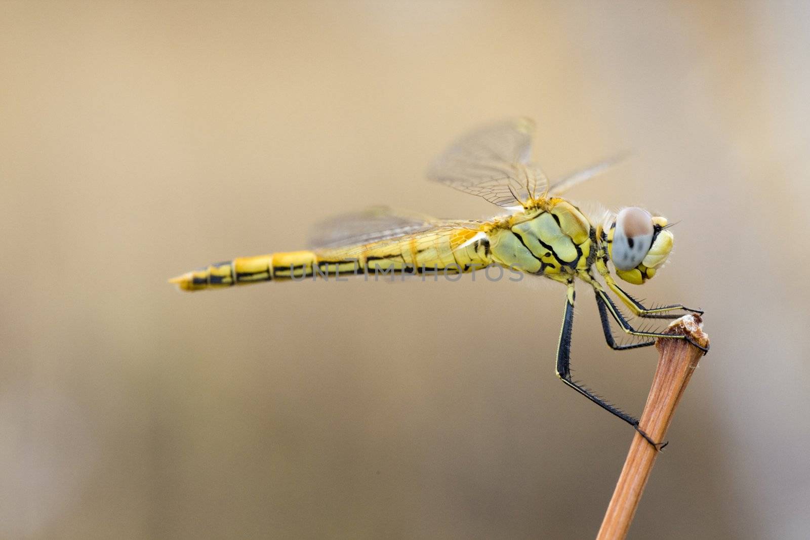 Close up view of a yellow immature red-veined darter dragonfly.