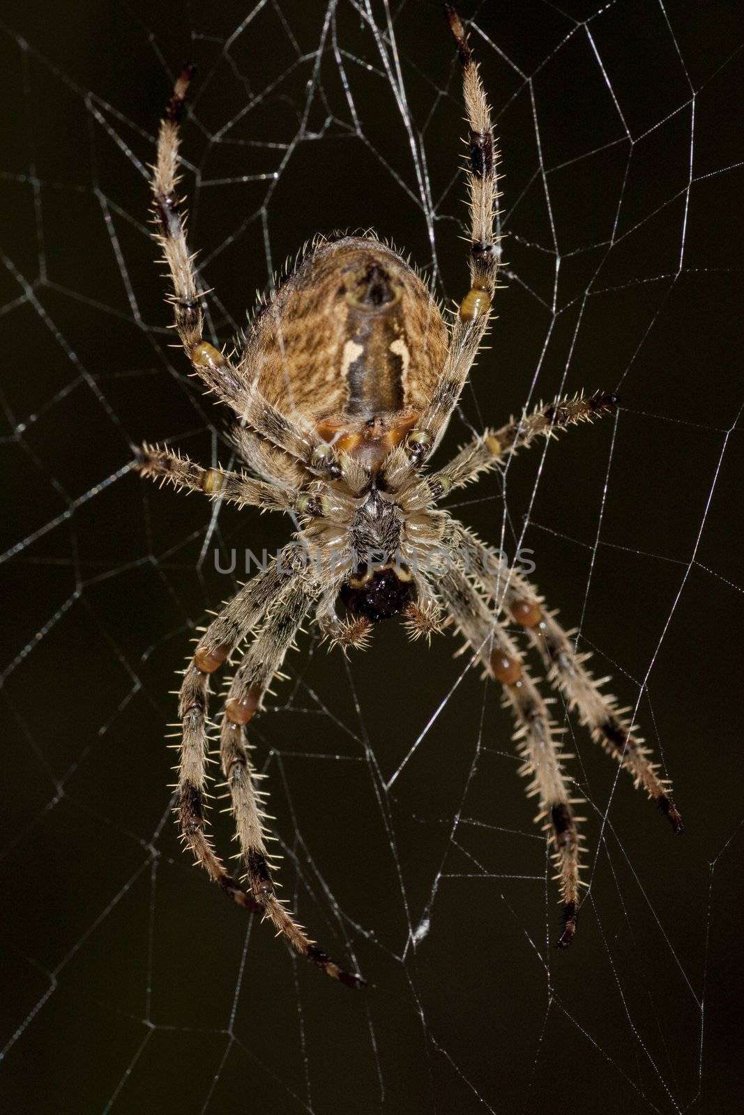 Macro view of a spider waiting on it's web for a perfect attack.