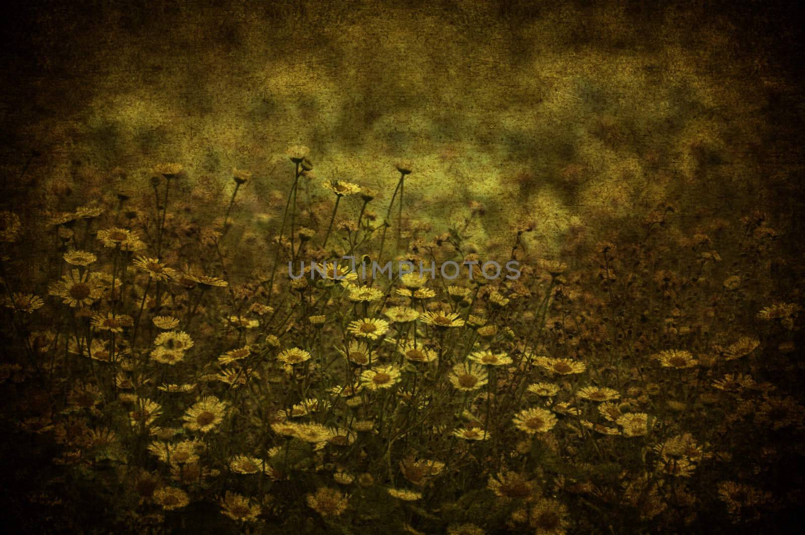 A grunge image of many daisy in a meadow