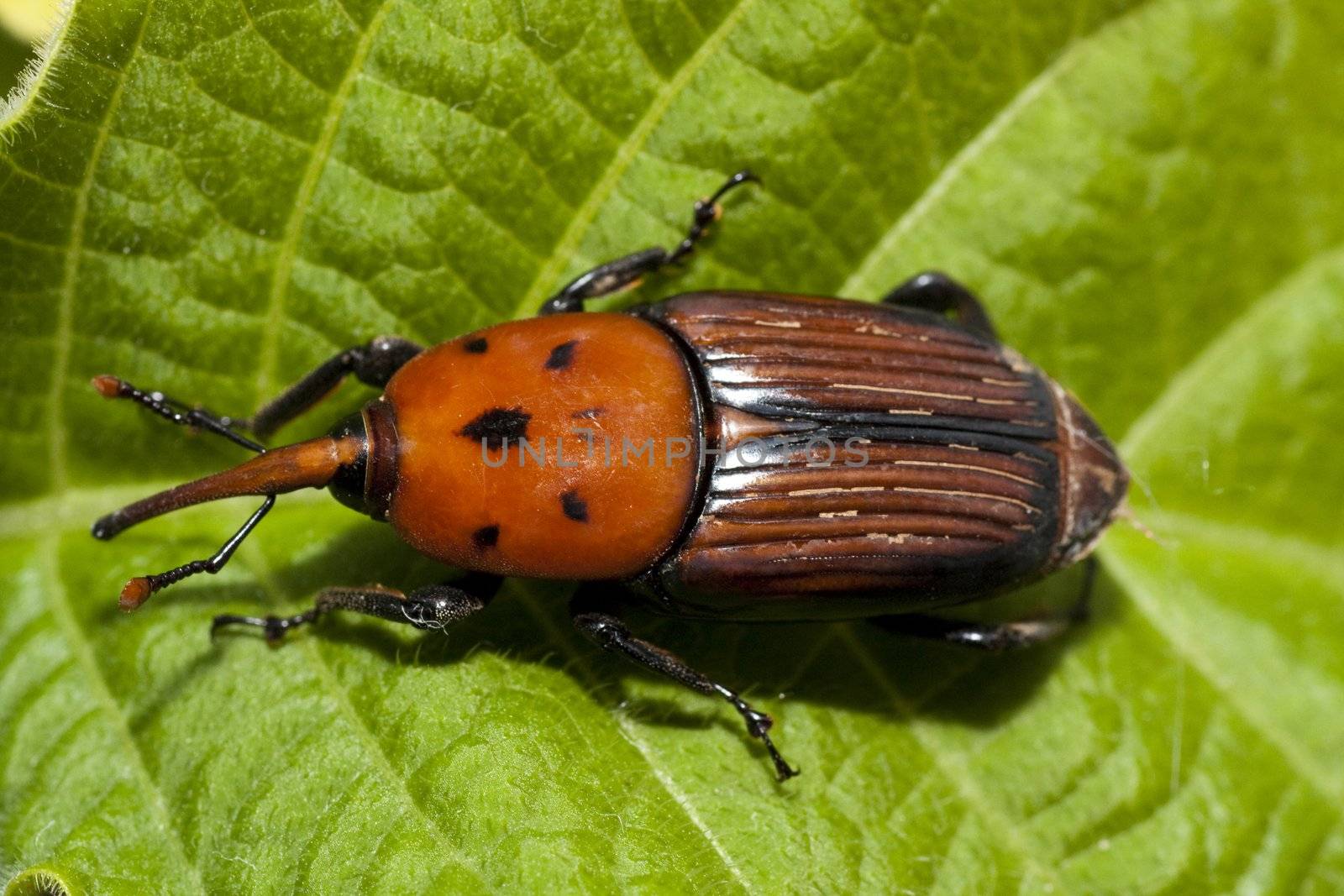 Close up view of a red palm weevil insect on top of a leaf.