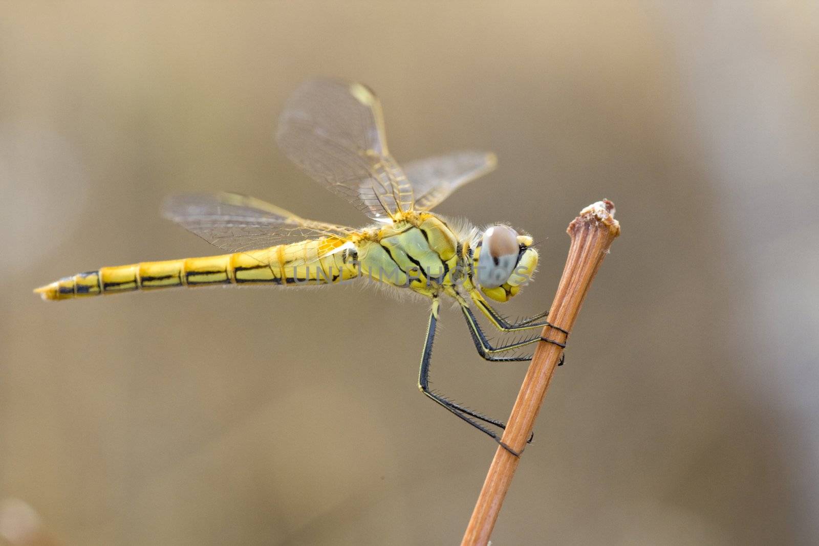 Close up view of a yellow immature red-veined darter dragonfly.