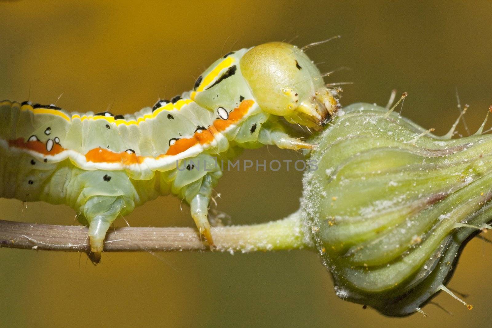 Close up view of a green caterpillar on a plant.