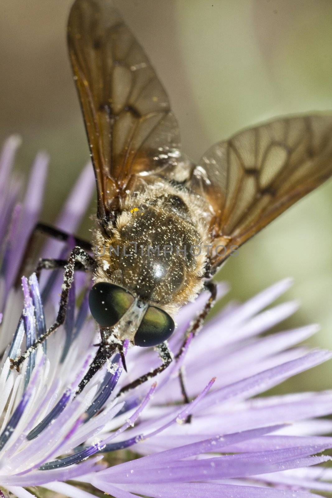 Close up view of a Bombylius major fly feeding from a flower.