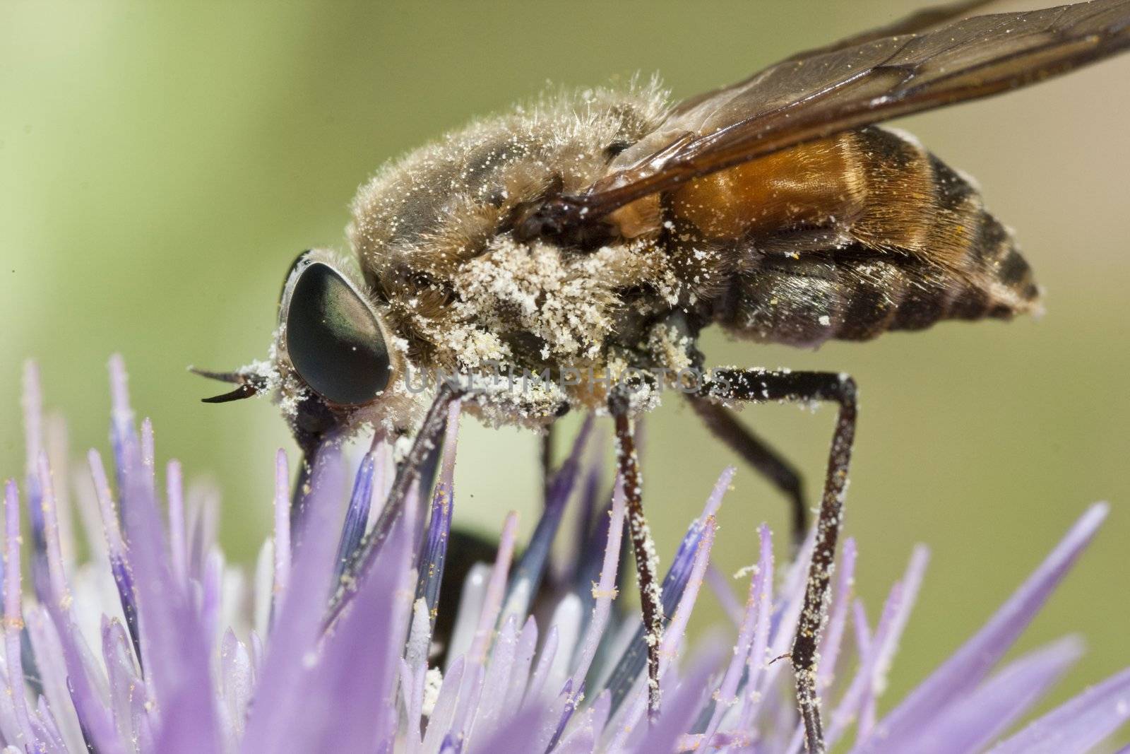 Close up view of a Bombylius major fly feeding from a flower.