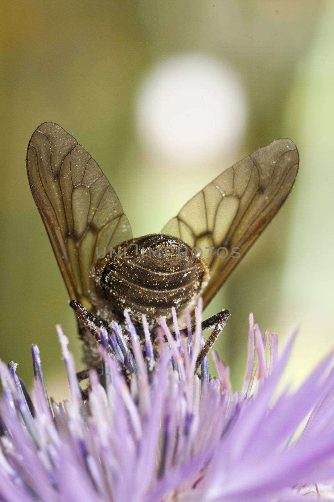 Bombylius major by membio