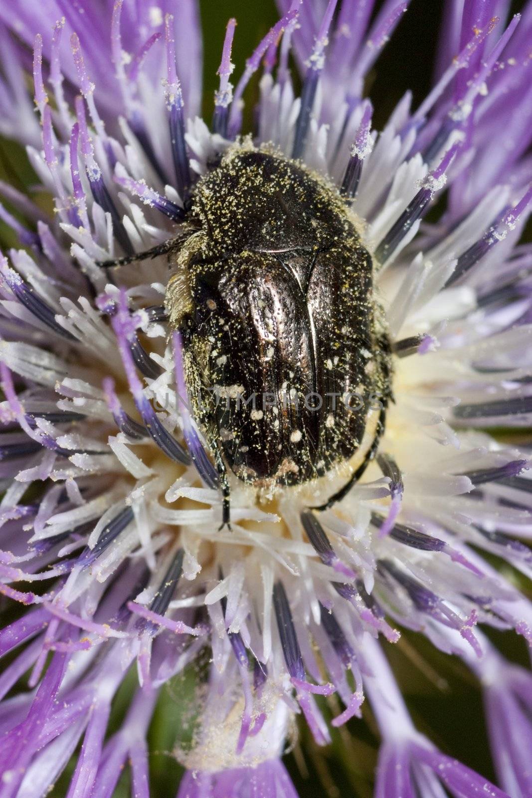 white spotted beetle by membio