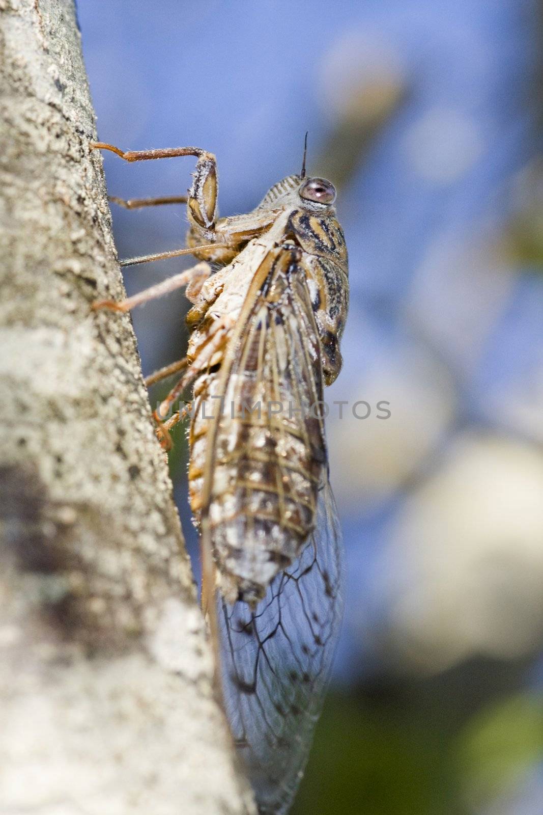 Close up view of a Cicada (Cicada barbara subsp. lusitanica) on a tree.