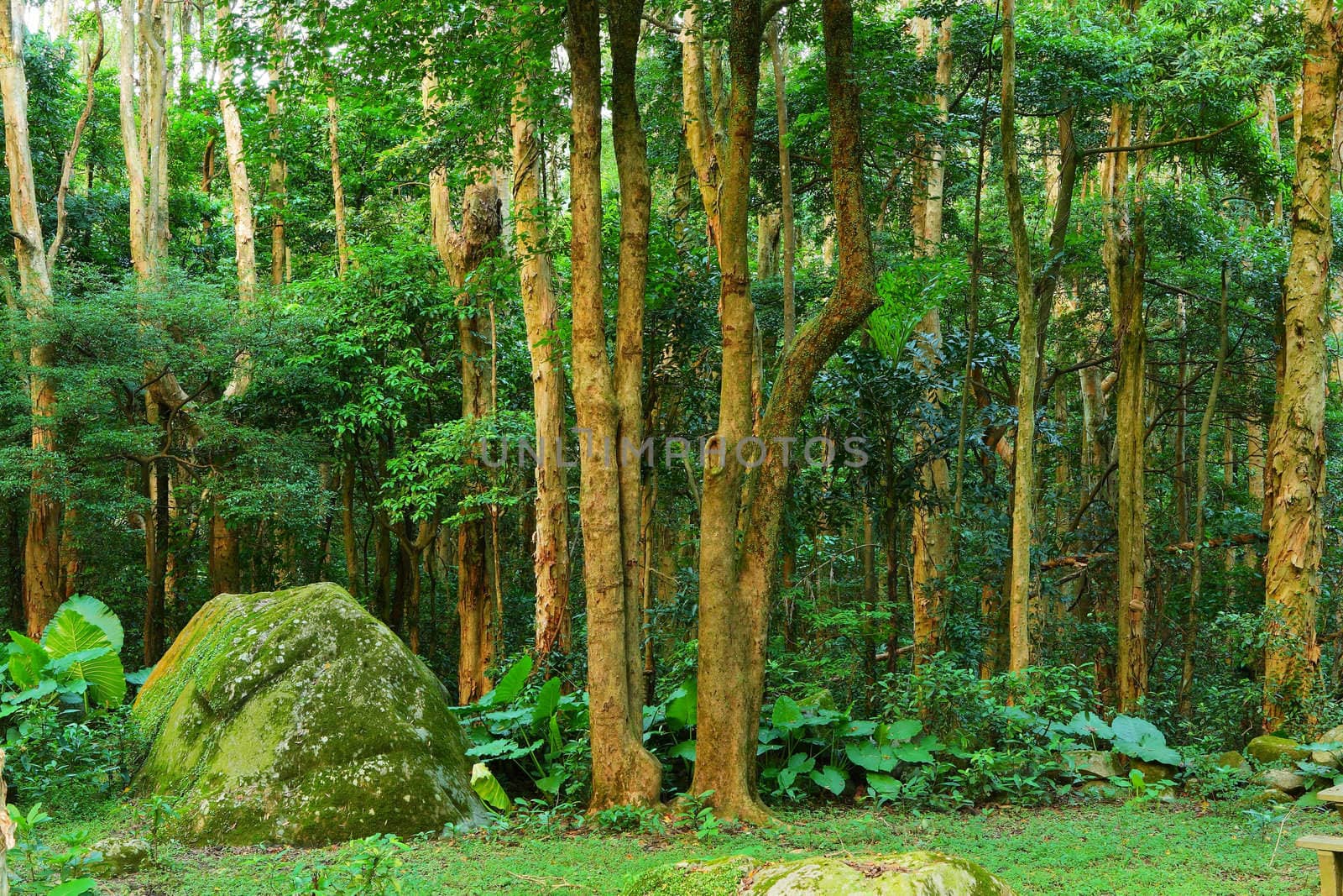 green forest
