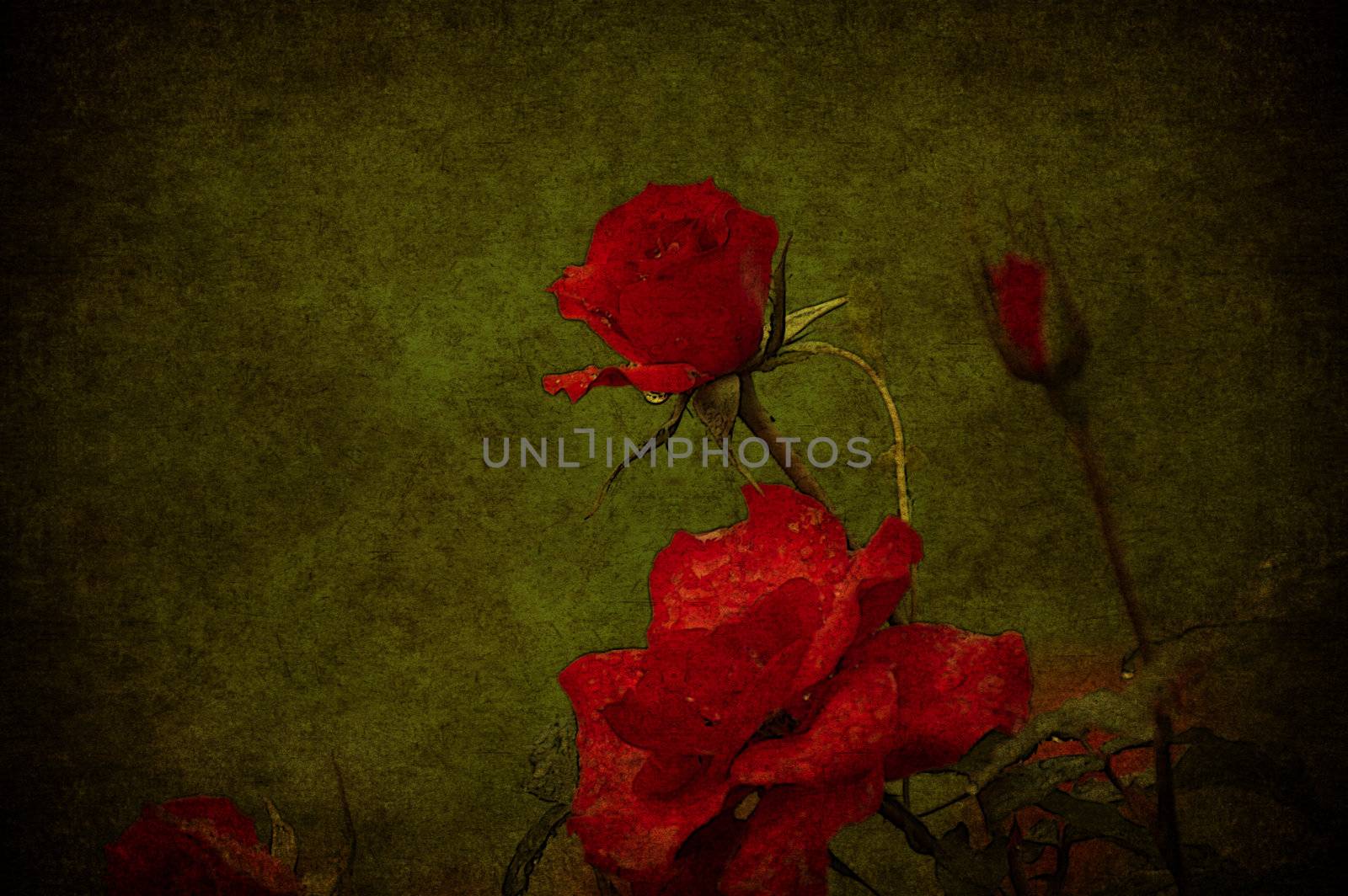 A red rose aged in a green grunge background