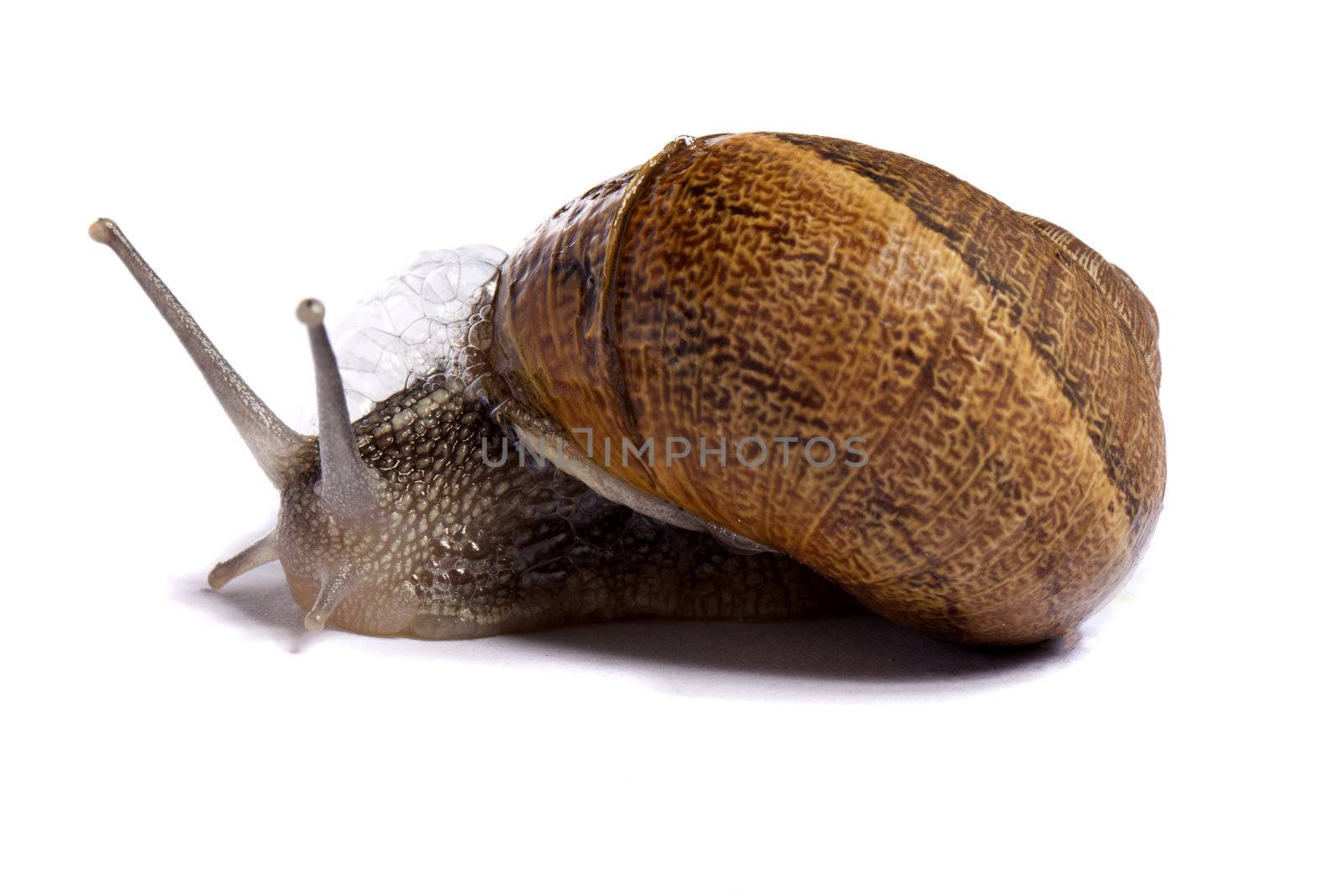 Close up view of a snail walking around on a white background.