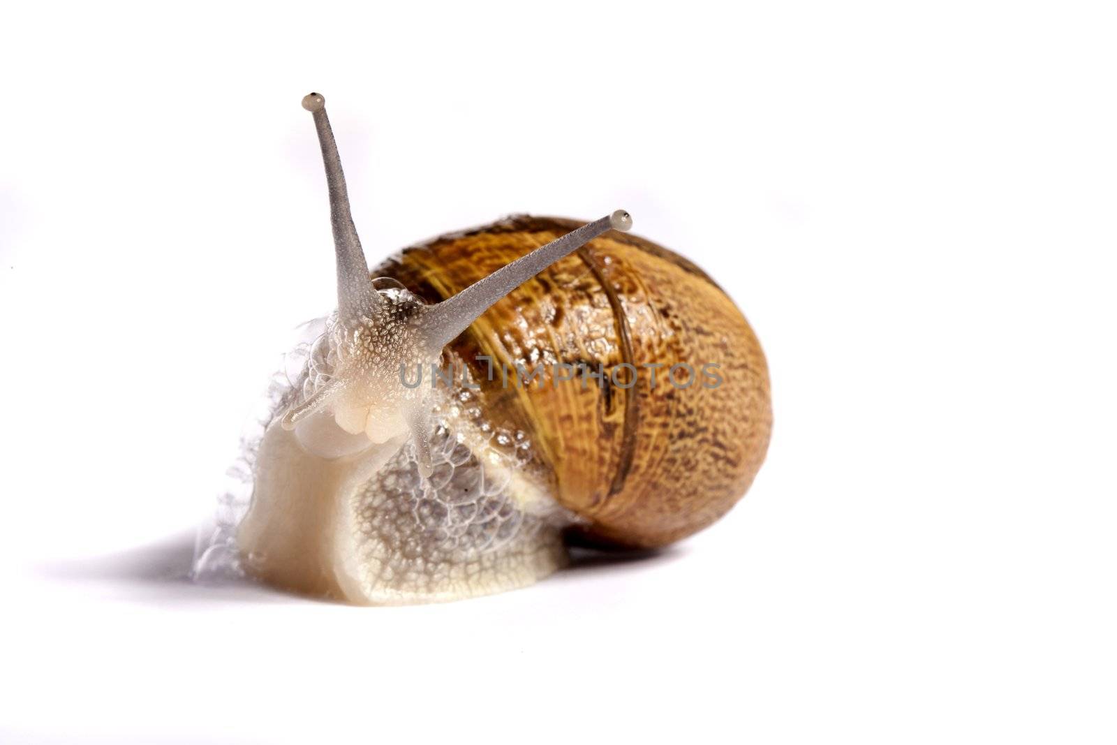 Close up view of a snail walking around on a white background.