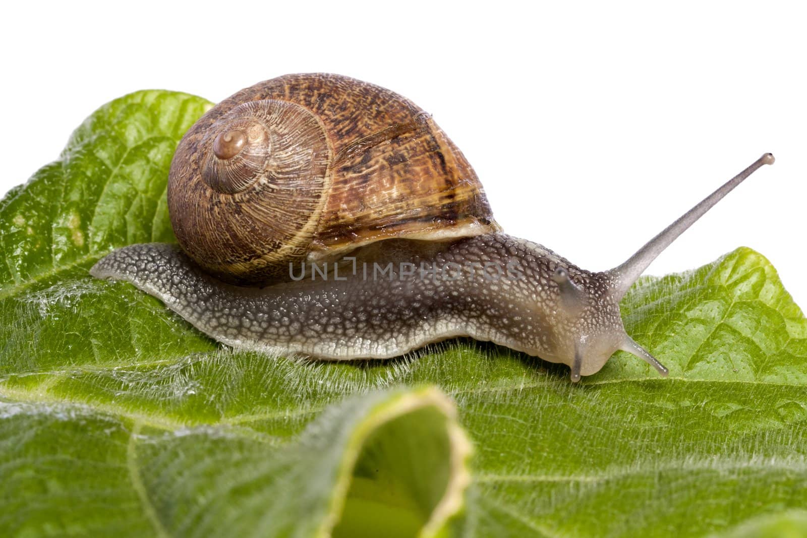 Close up view of a snail walking around on a white background.