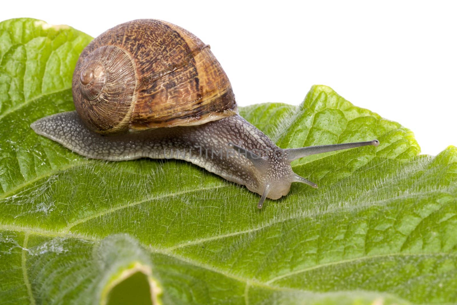 Close up view of a snail walking around on a white background.