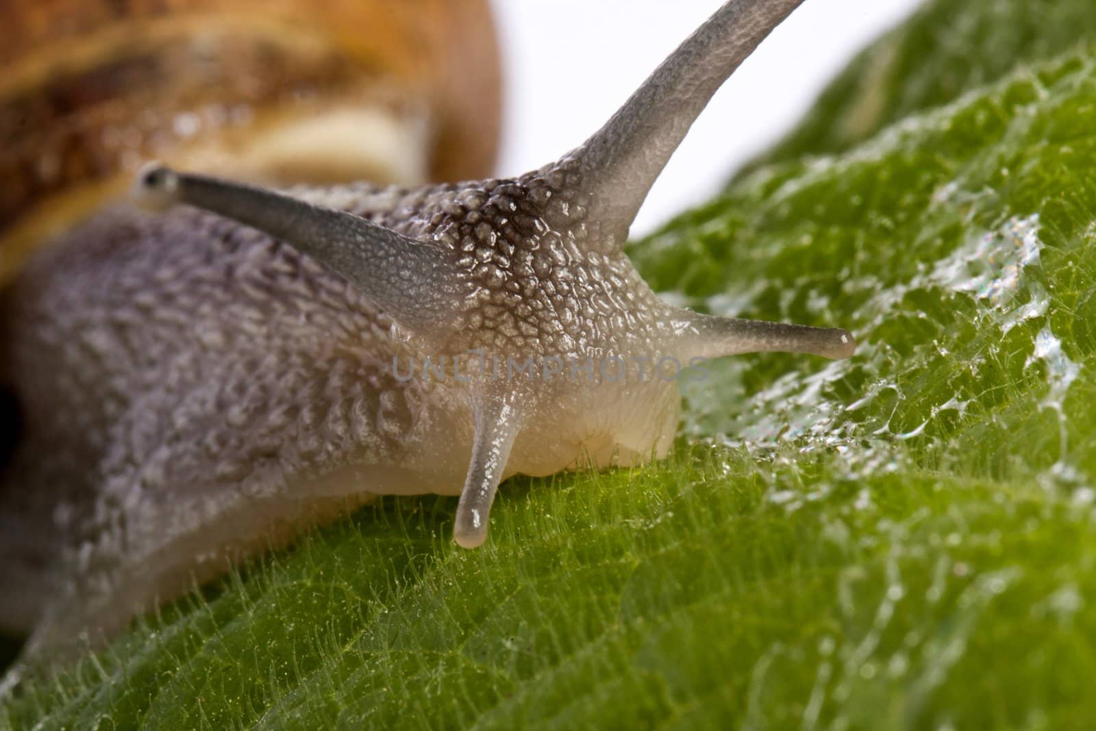 Close up view of a snail walking around on a white background.