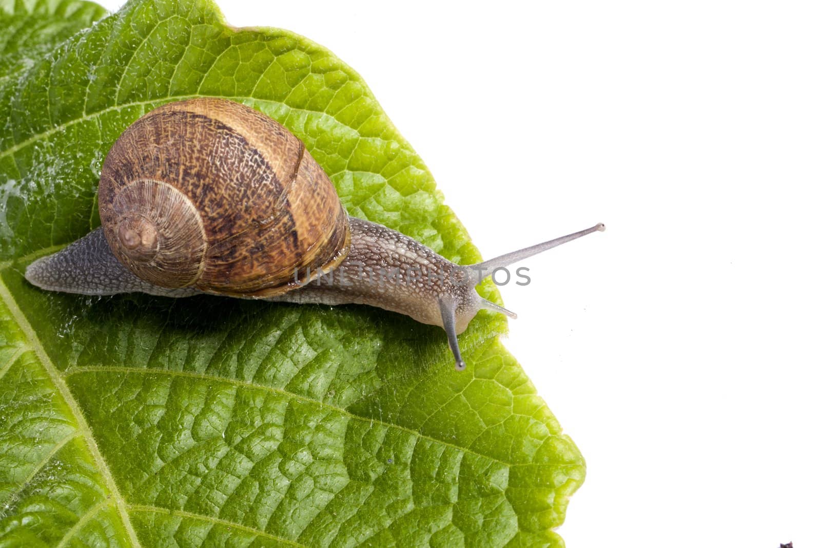 Close up view of a snail walking around on a white background.