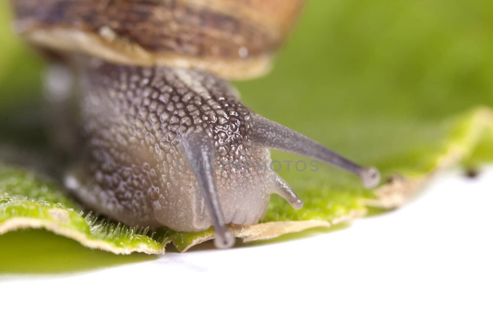 Close up view of a snail walking around on a white background.