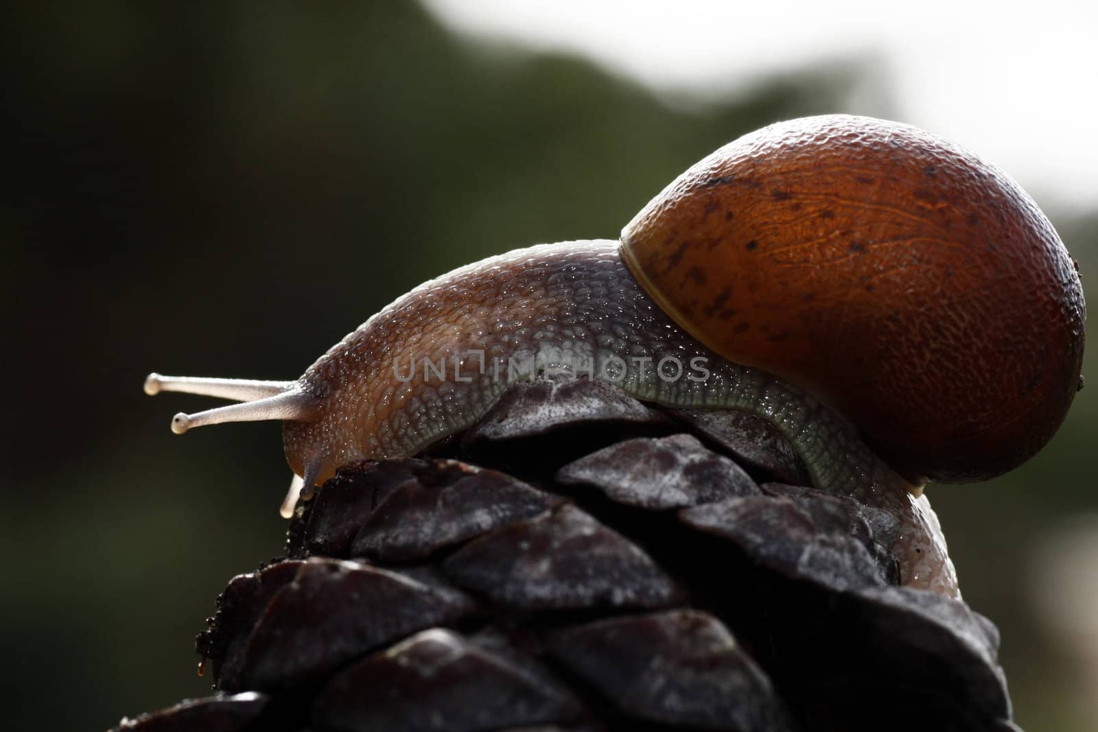 Snail walking by membio