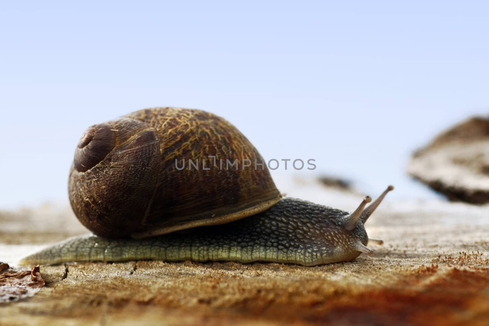 Close up view of a snail on top of a wood log.