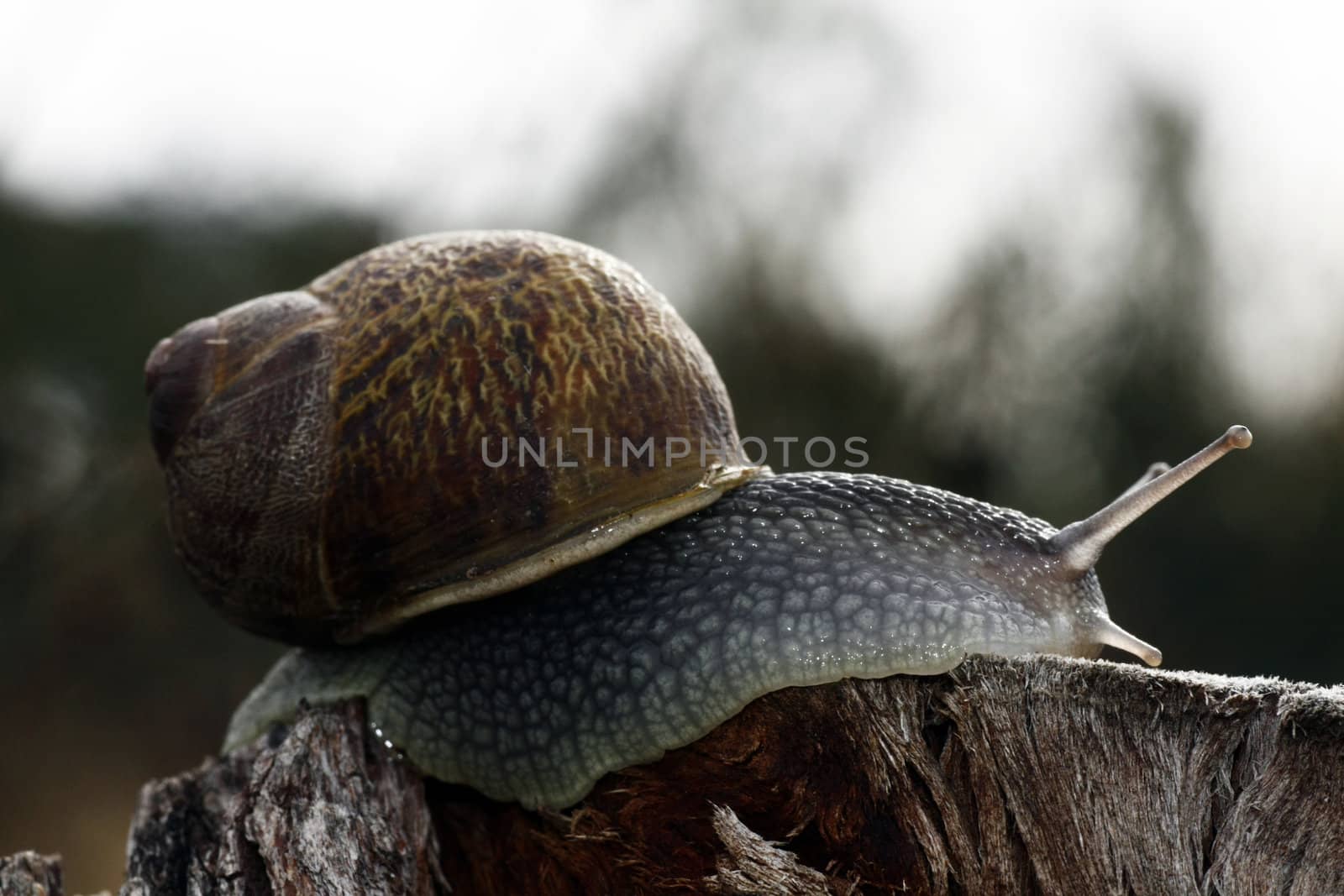 Snail of the wild by membio