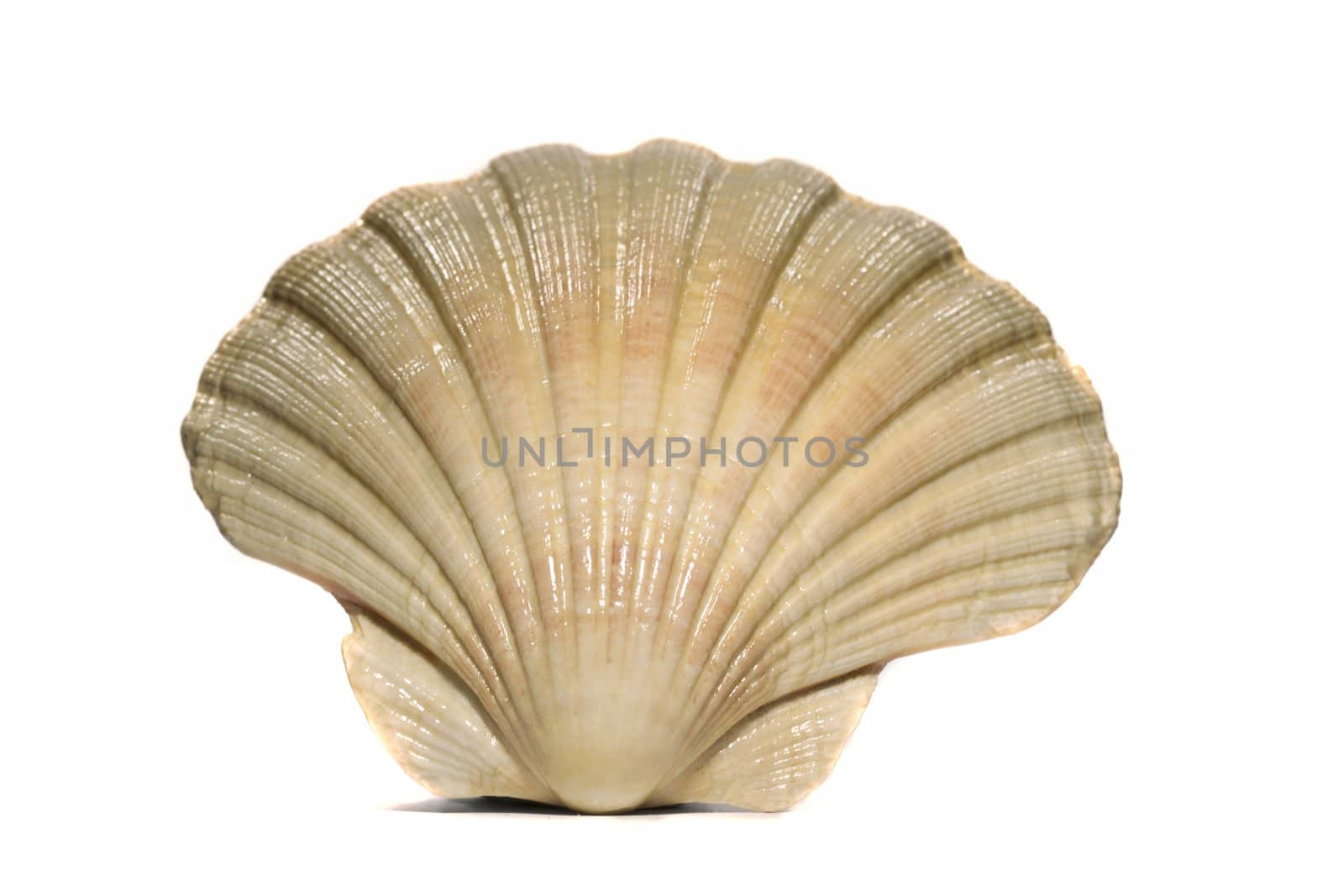 Close up view of a scallop shell isolated on a white background.