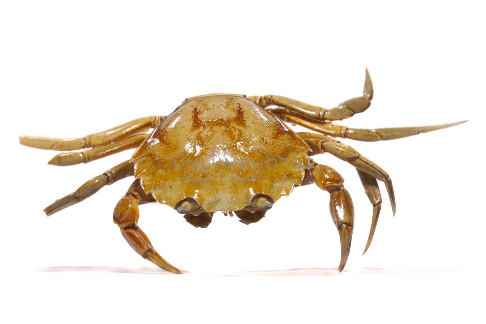 Close view detail of a orange crab isolated on a white background.