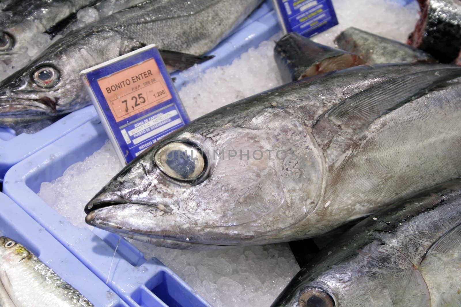 Big fish /bonito/ for sale in the market