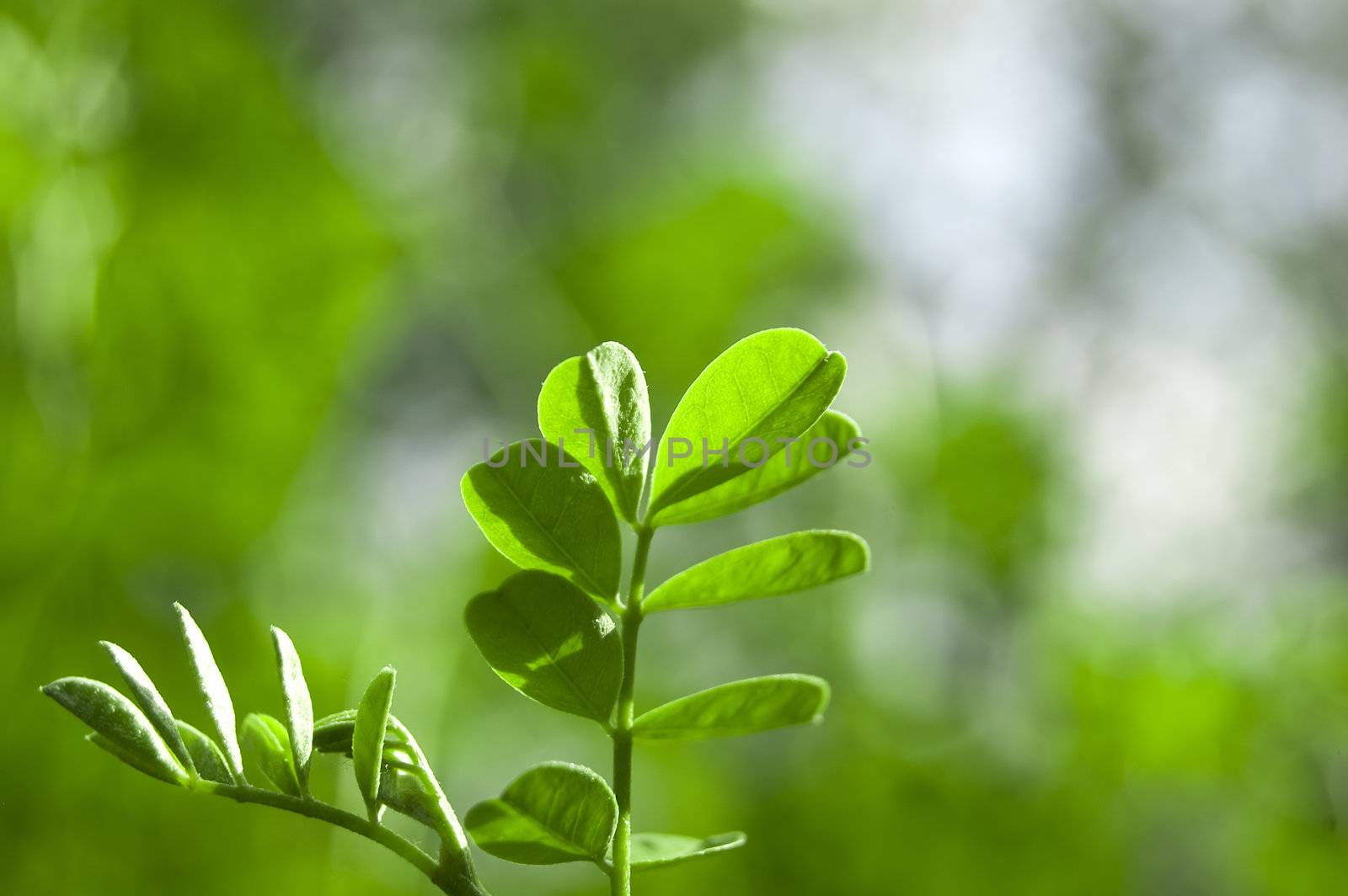 A green brunch with little green leaves