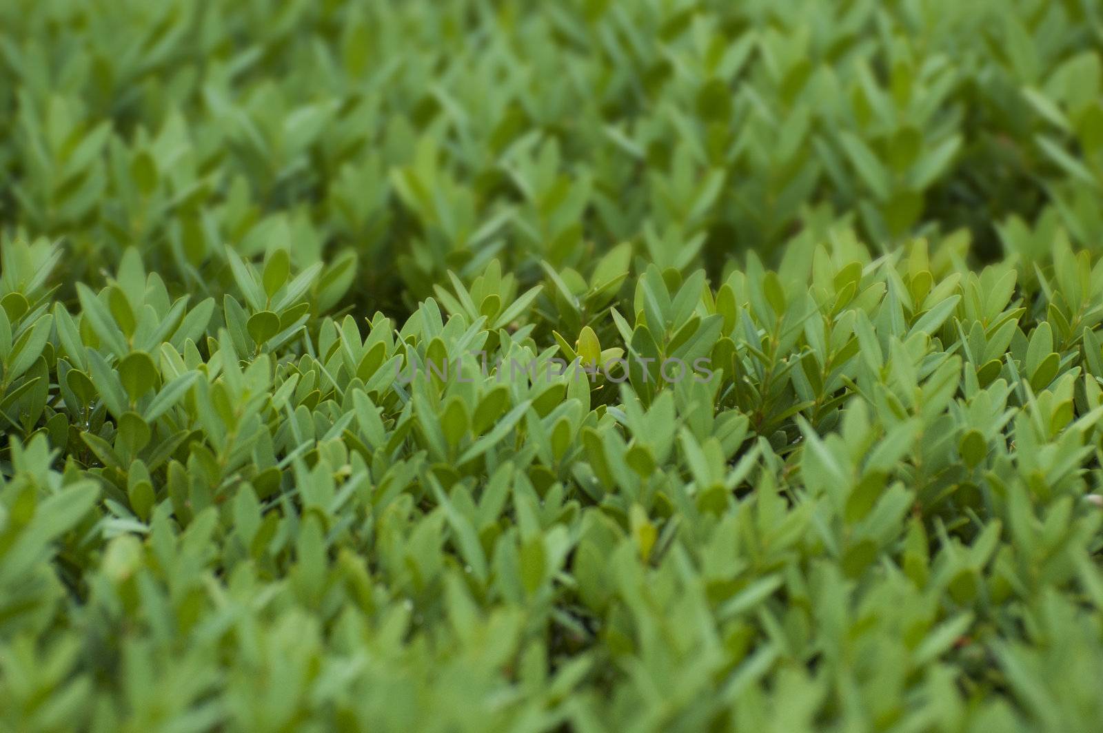 Many little leaves of a nice plant