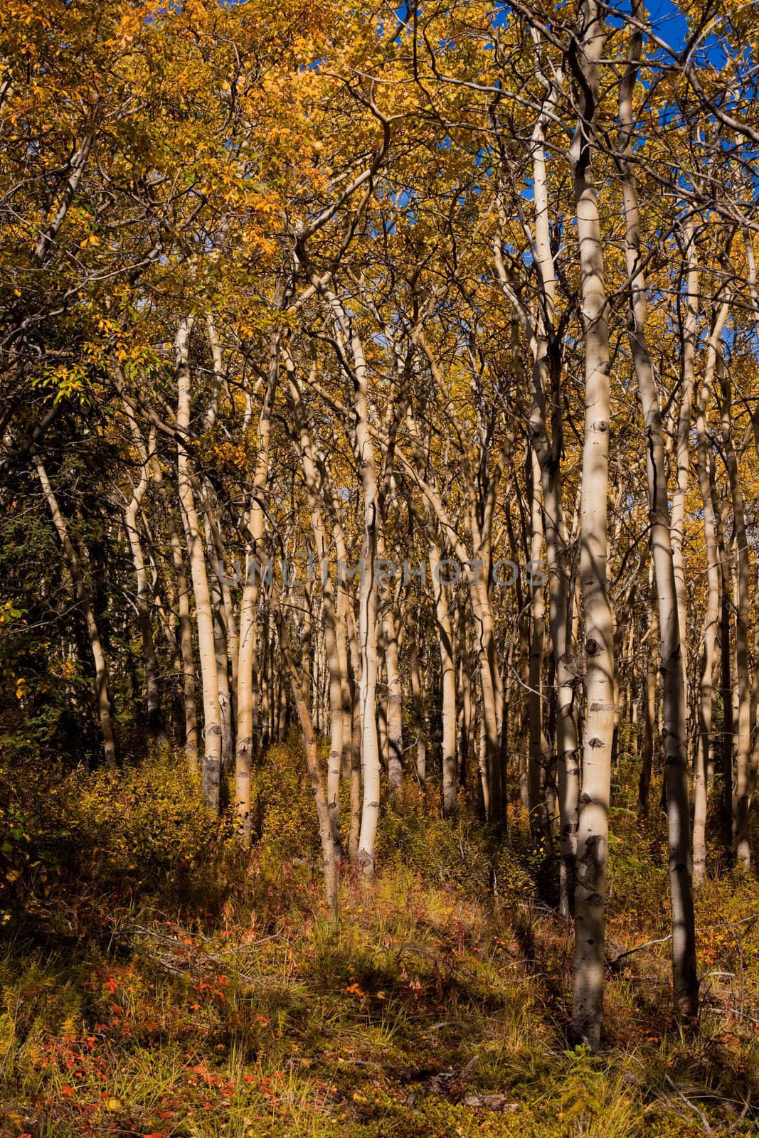 Golden fall colors in espen (Populus tremuloides) stand in boreal forest of Yukon Territory, Canada.