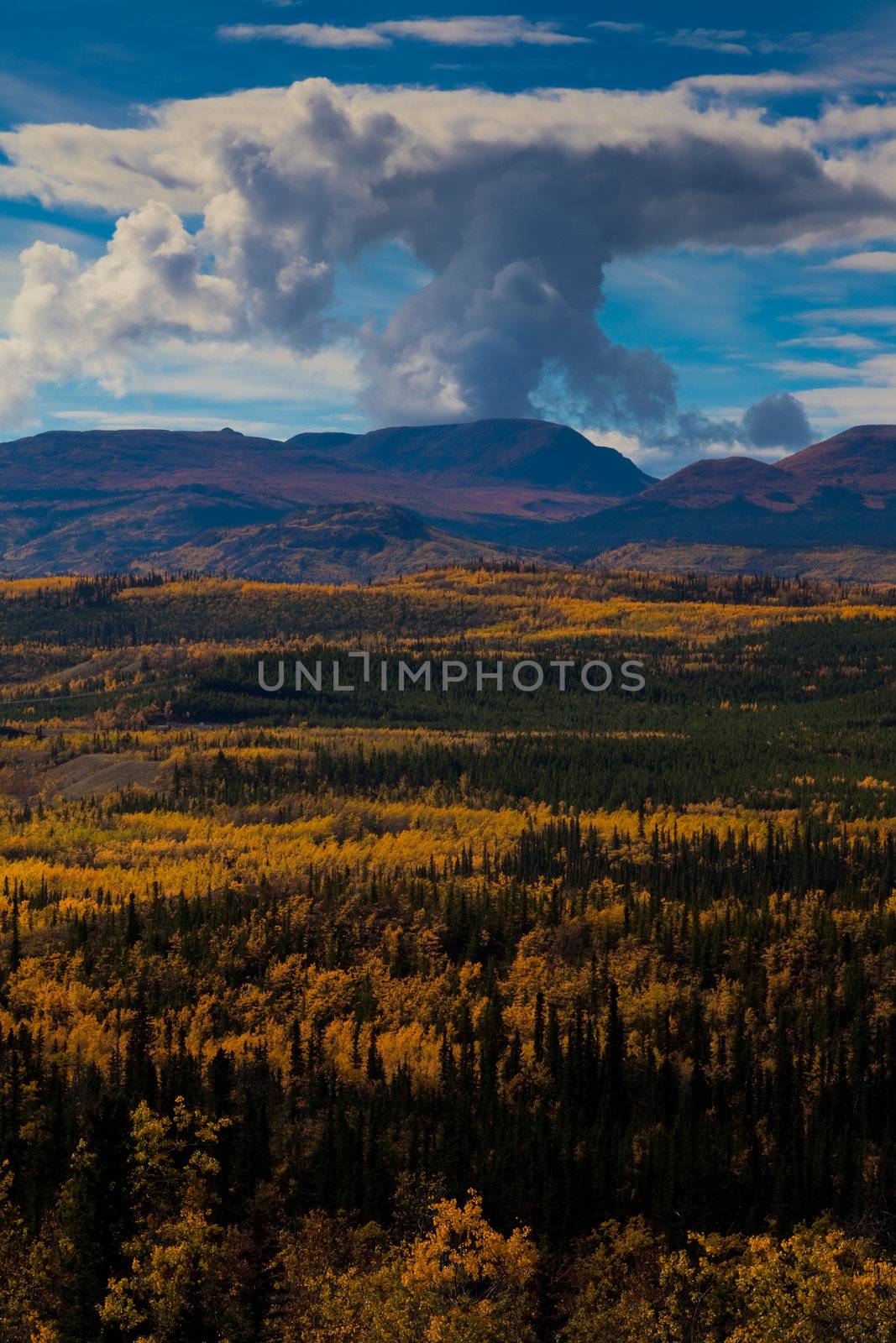 Fall-colored boreal forest (taiga) in Yukon Territory, Canada
