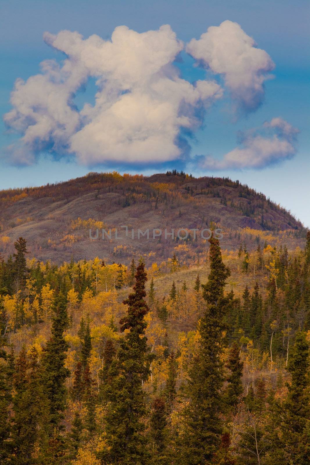 Fall turns the boreal forest (taiga) of Yukon Territory, Canada, into pure gold.