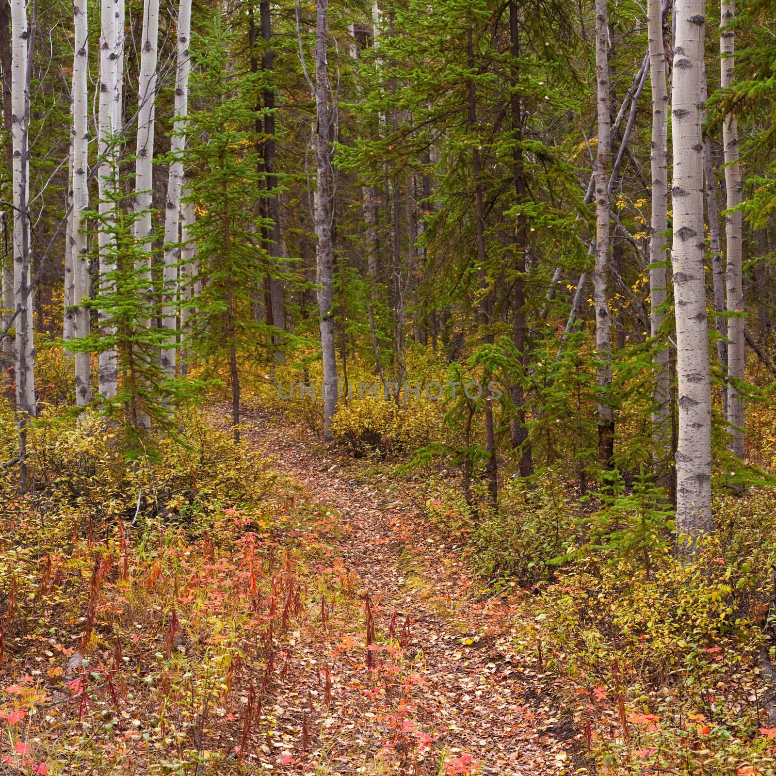 A Trail leads deeper into a fall-colored boreal forest (aspen, Populus tremuloides) in Yukon Territory, Canada.