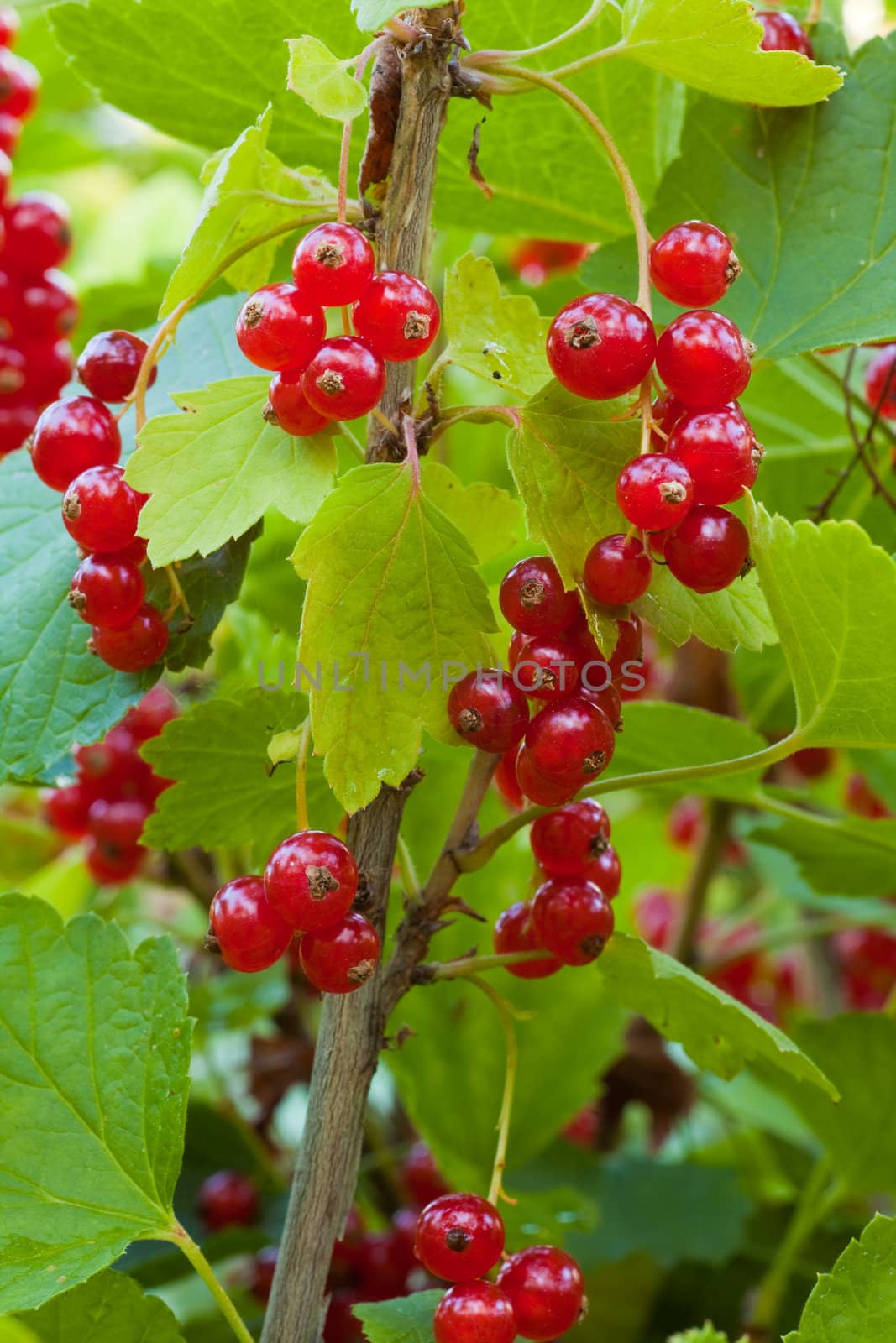 Ripe red currants hanging from bush ready for harvest.