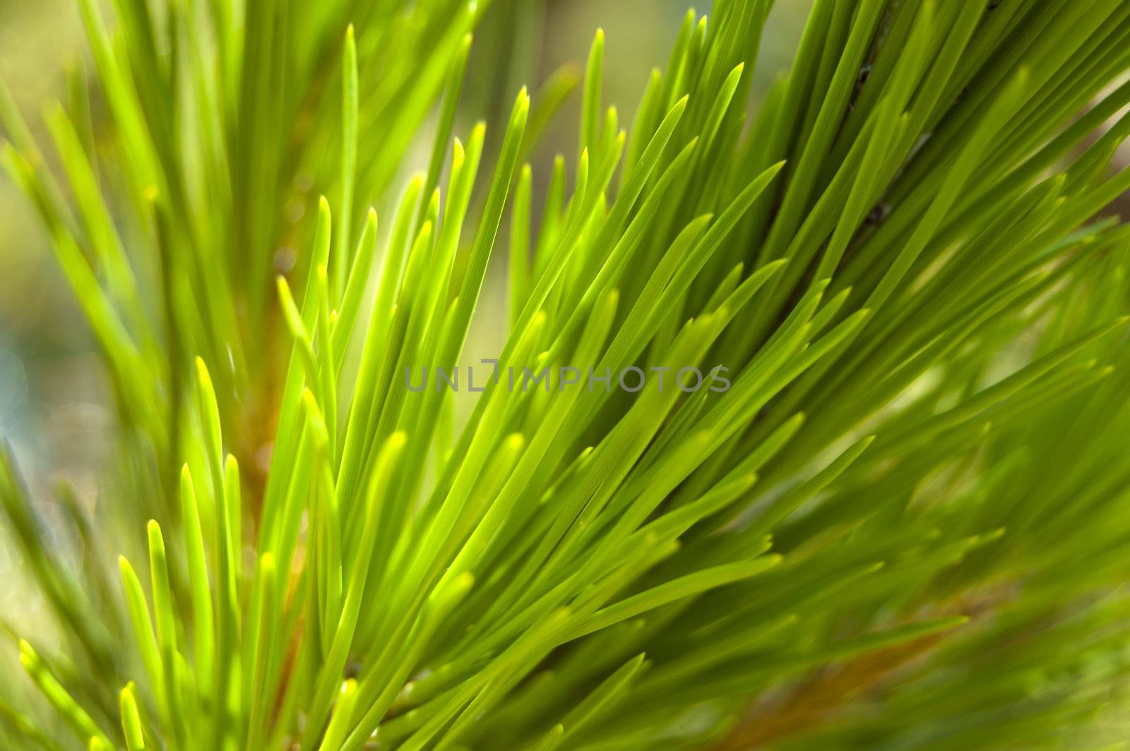 Macro photography of a detailed part of a pine