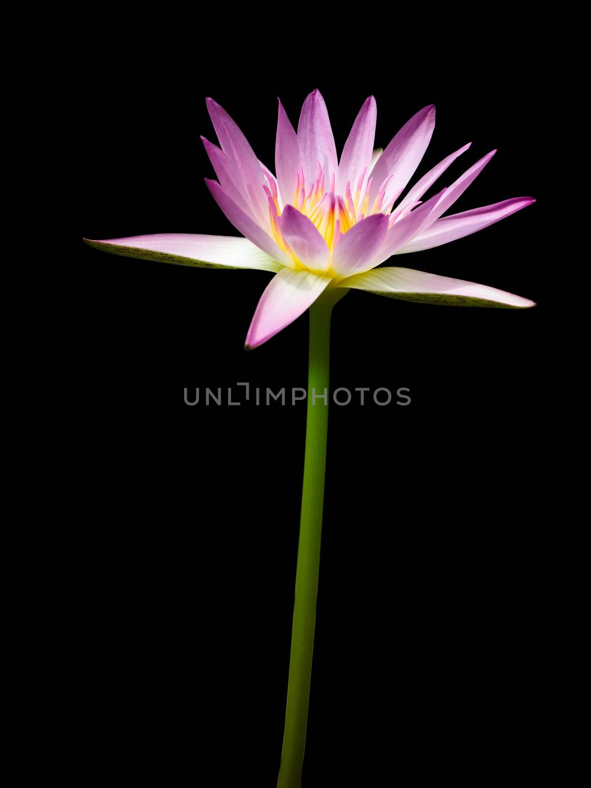 Pink lotus isolated on black background