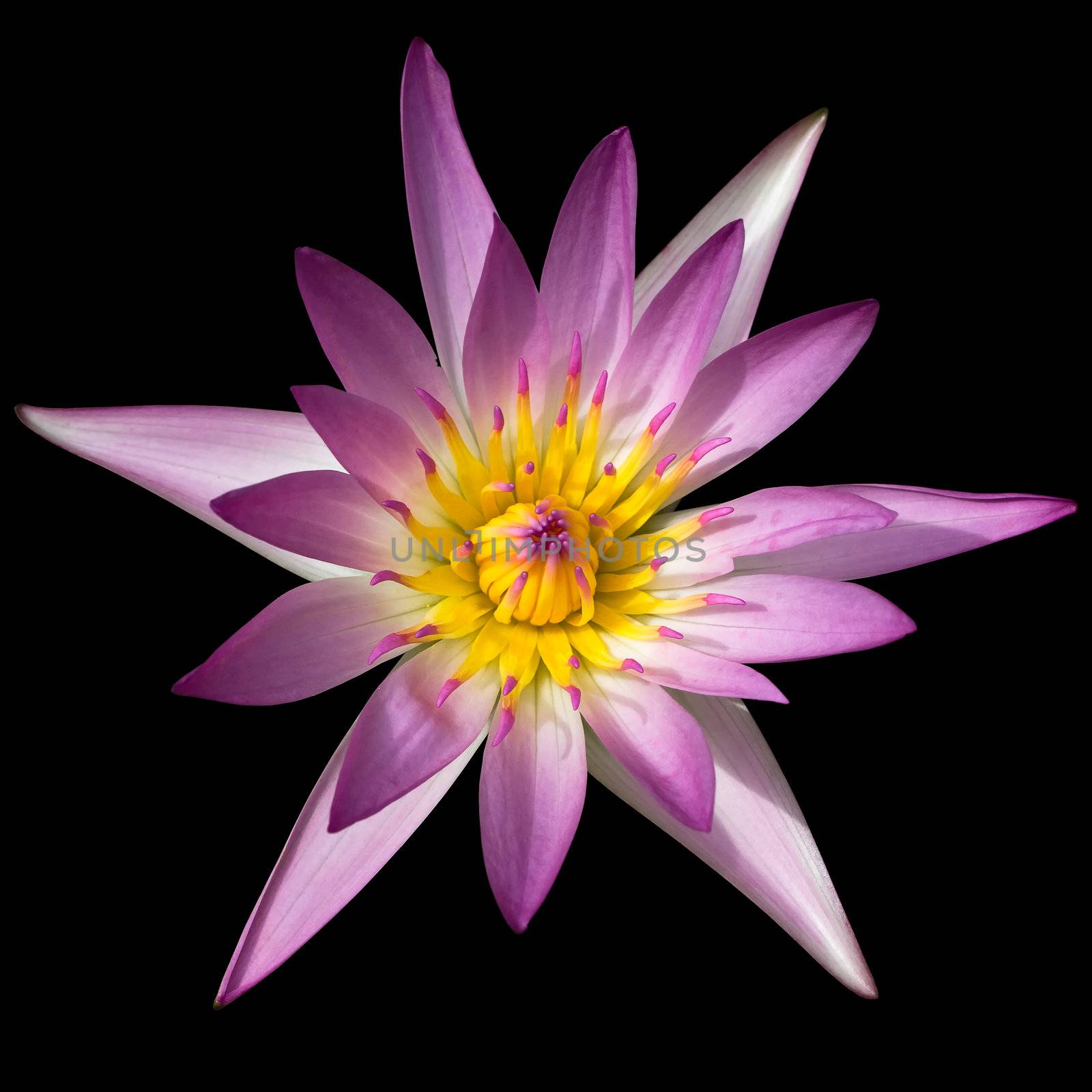 Pink lotus isolated on black background