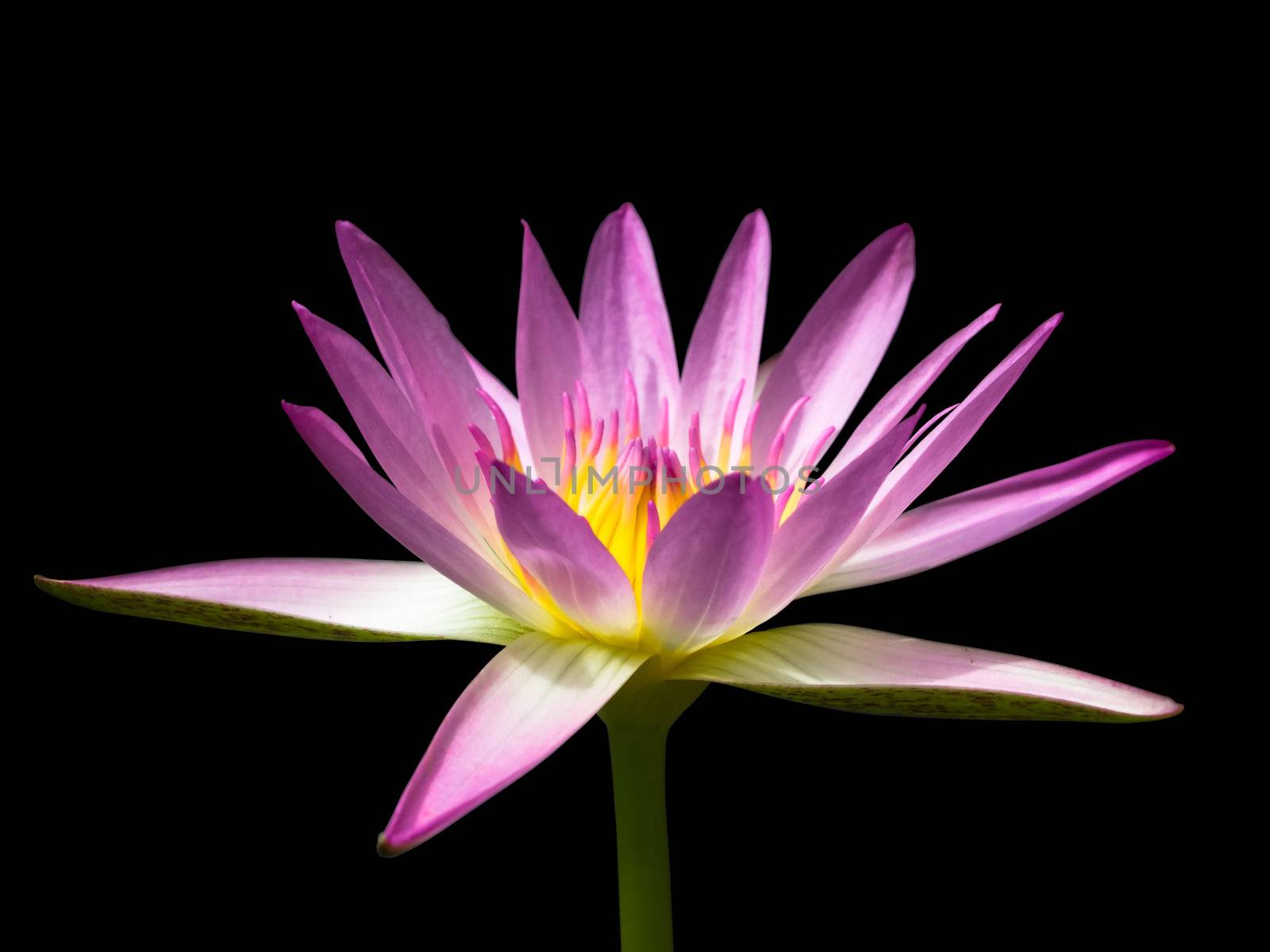 Pink lotus isolated on black background