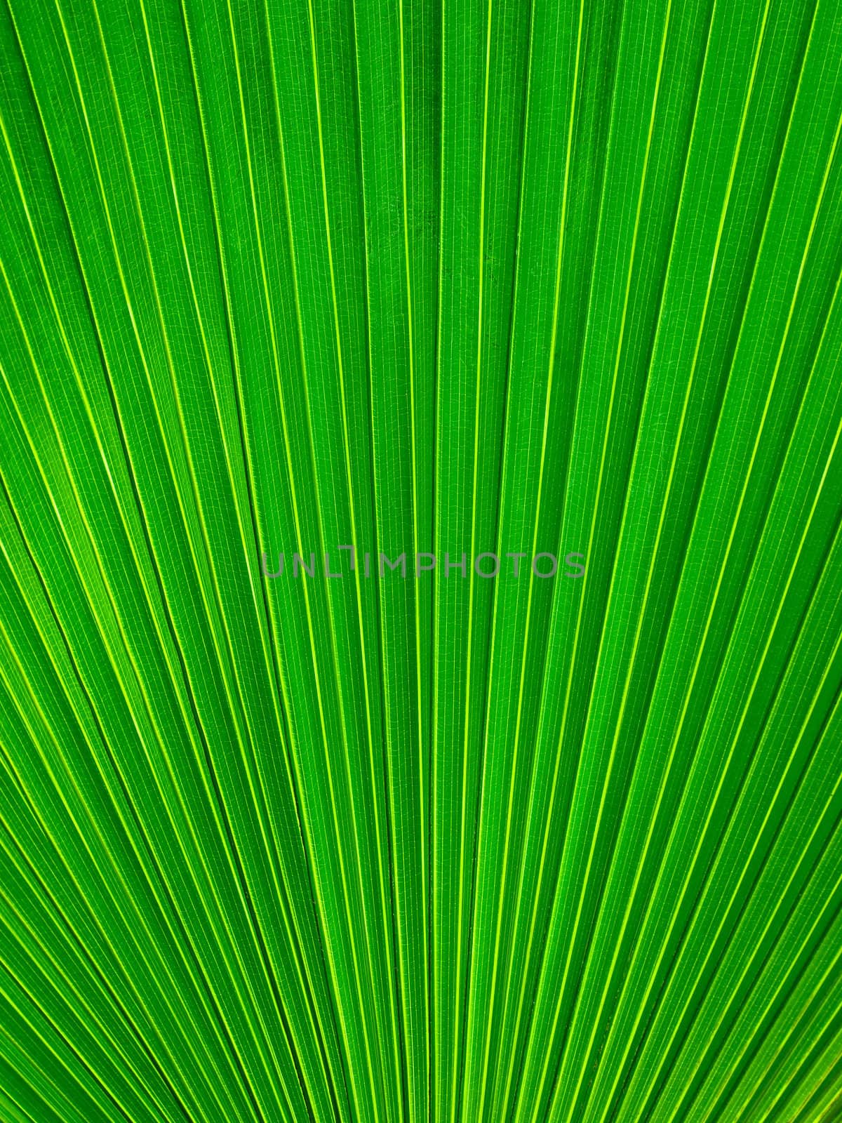 Palm Leaf radius for web page or background