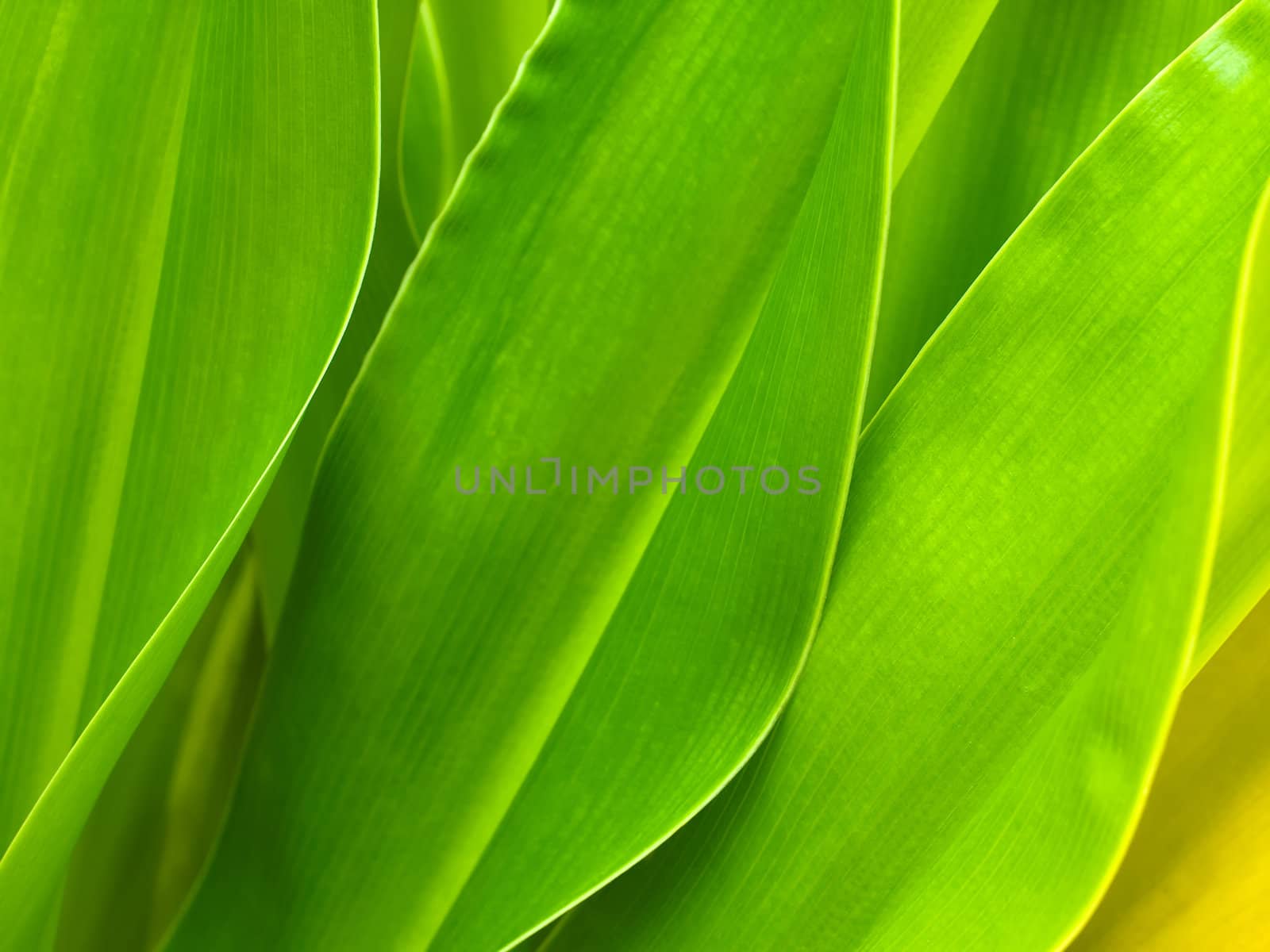 Green leaf background by nuttakit