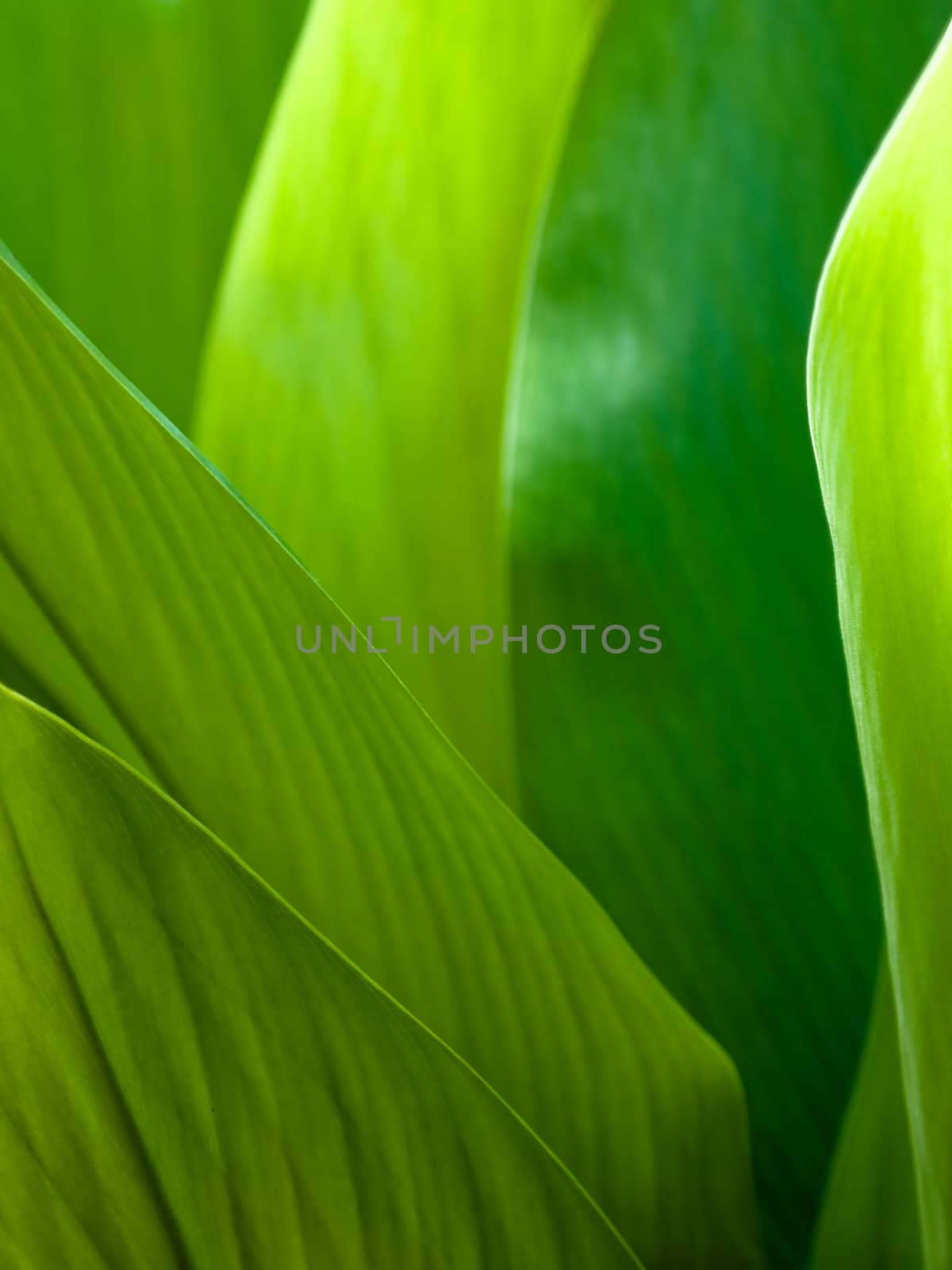 Green leaf background by nuttakit