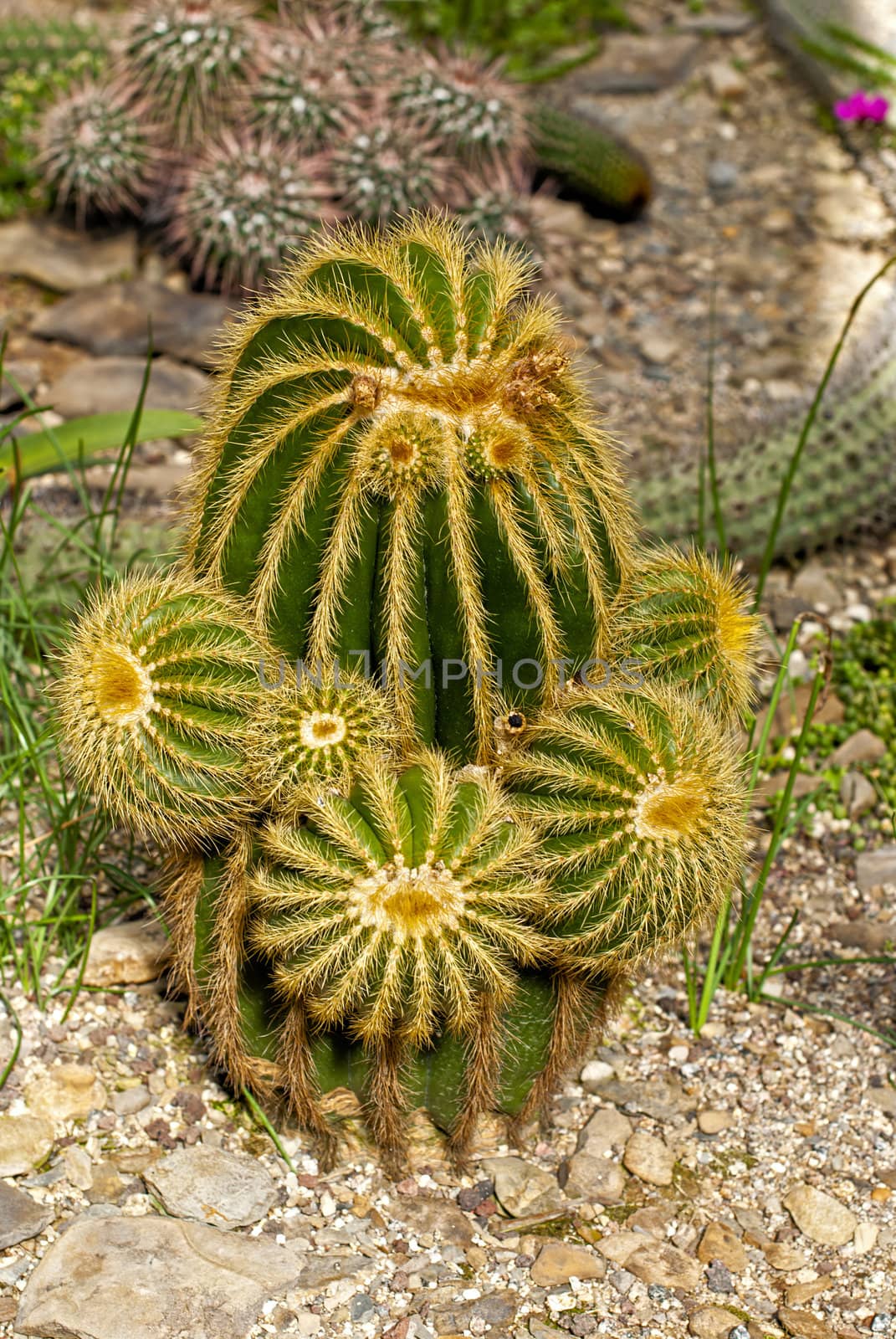 Cactus on background of tropical plants and stones