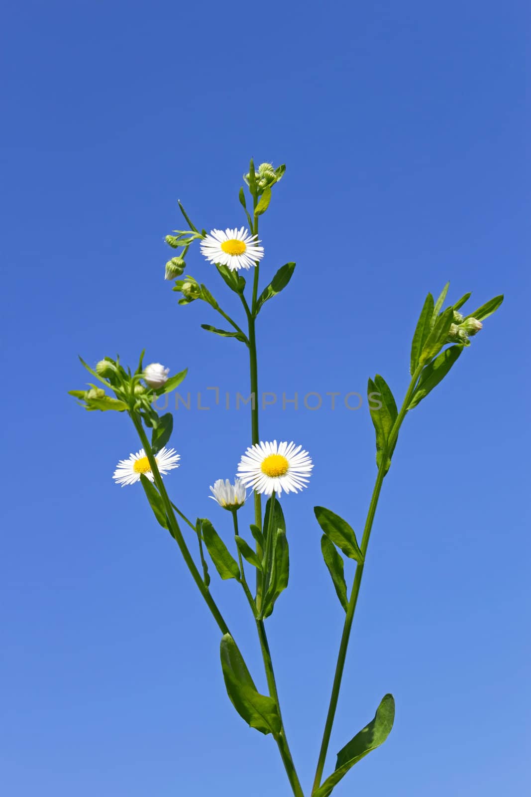 Plant of daisies against a background of a blue sky