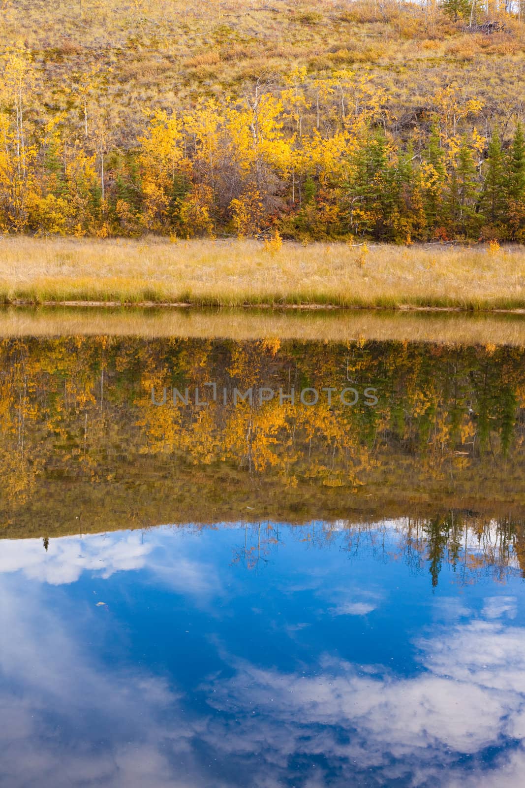 Fall-colored boreal forest (taiga) of Yukon Territory, Canada, reflected on calm surface of pond.