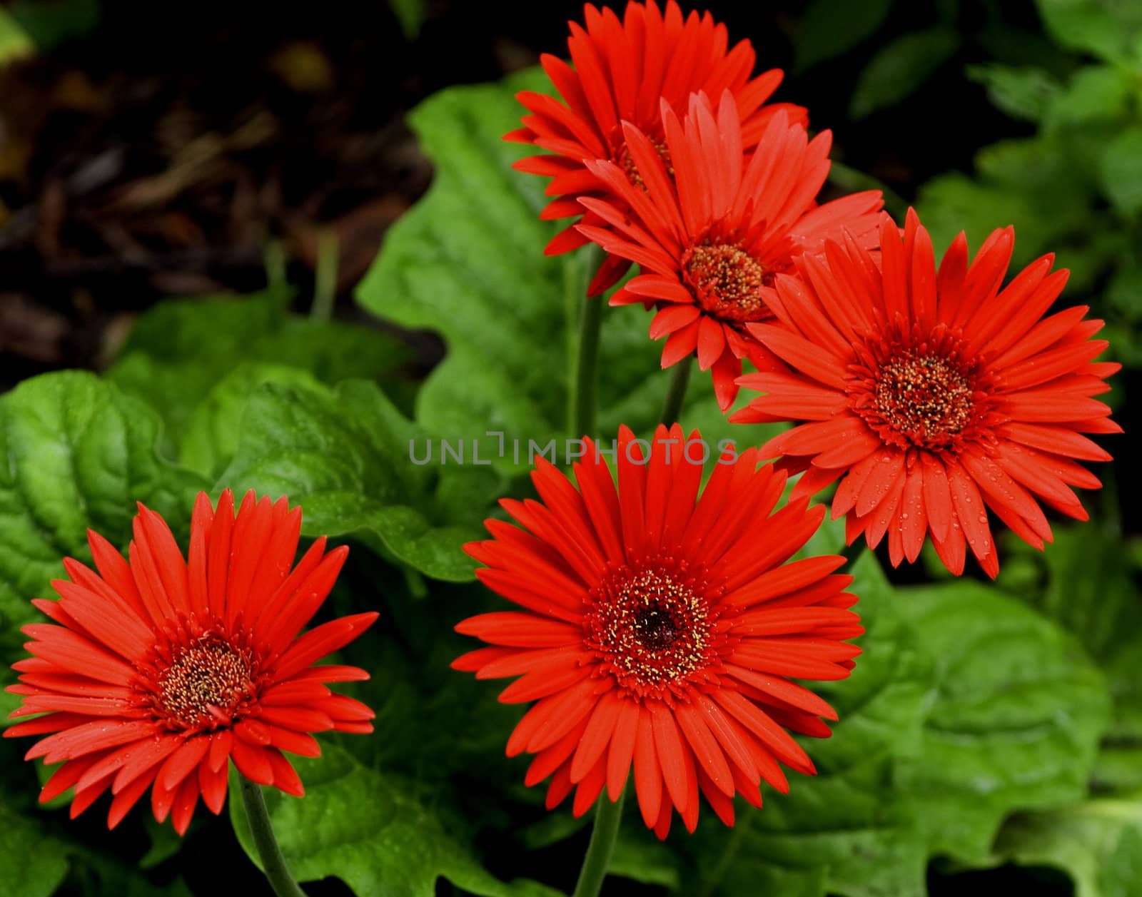 Red gerbera daisy plant with multiple blooms