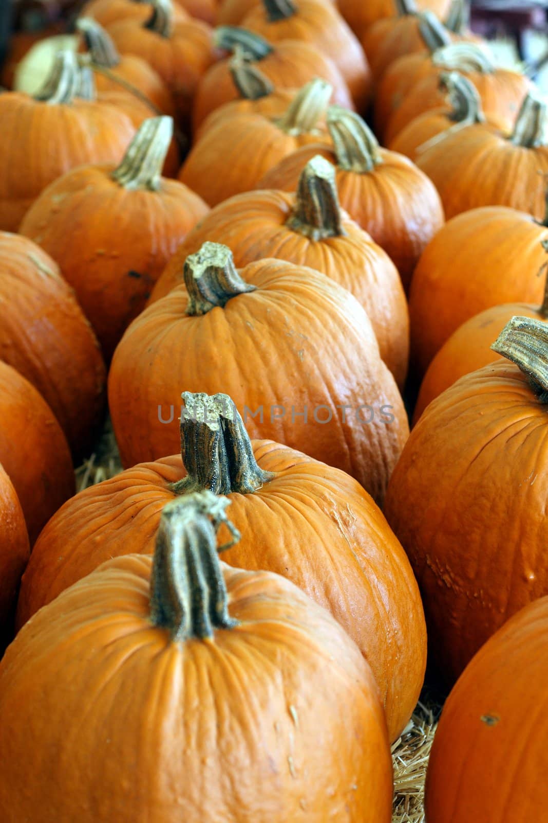 Pumpkins lines up for sale.