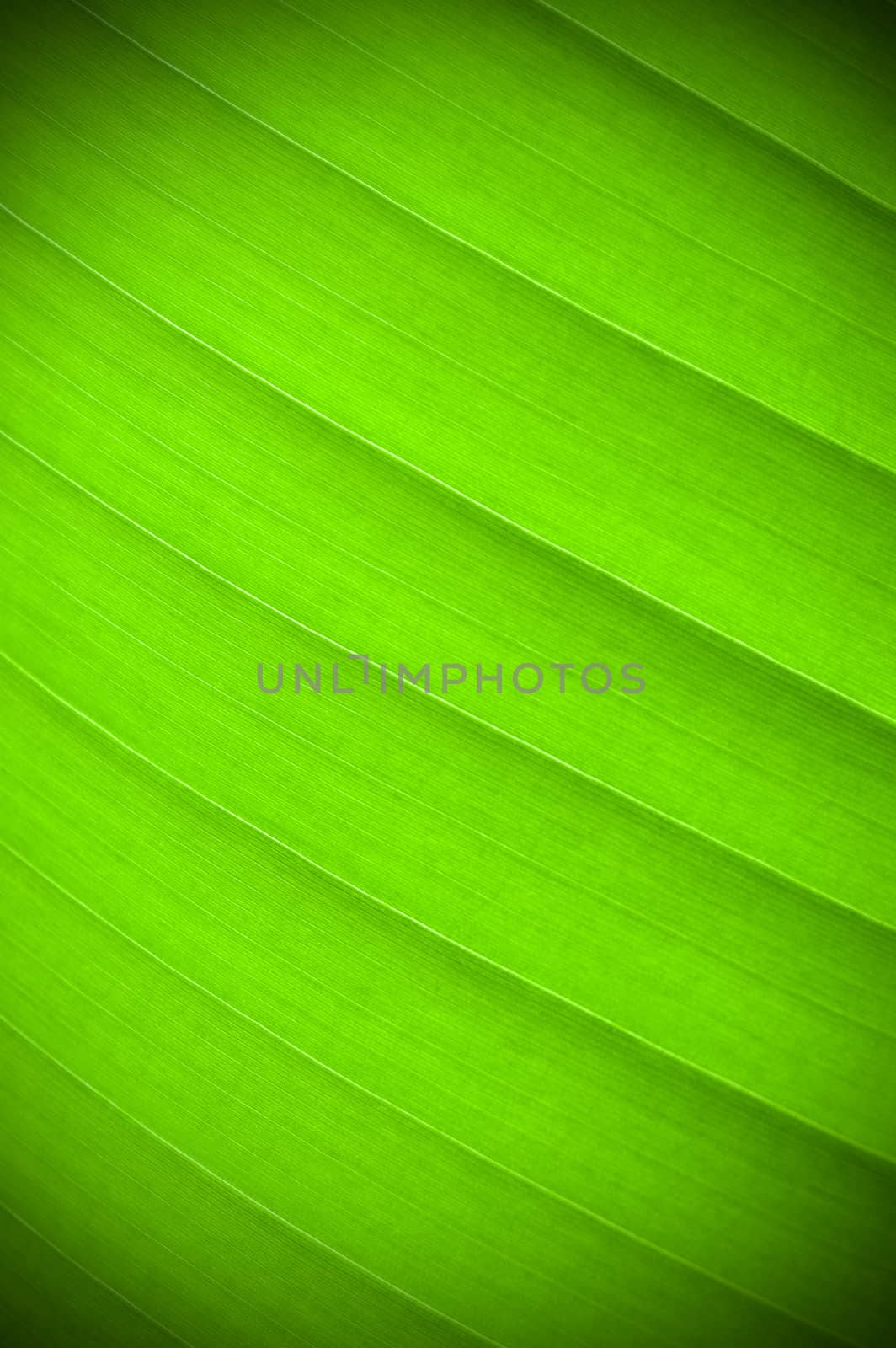 Green leaf by cla78